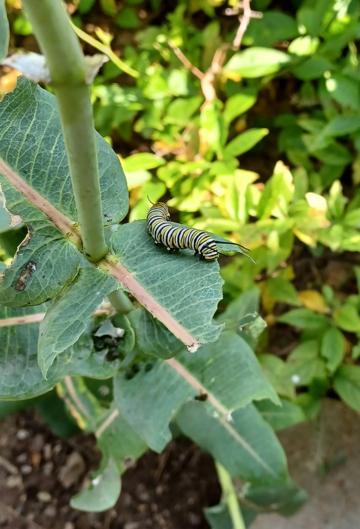  Feasting Monarch butterfly caterpillar   in  St. Louis County August 2025 Photo by Mary Dueren