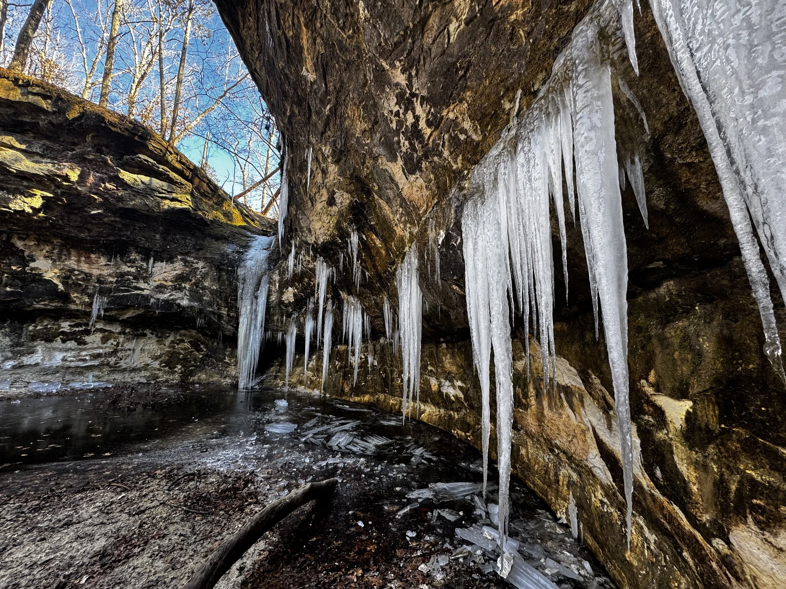  Winter rock weep  
January 2026 
Photo by Tessa Wasserman