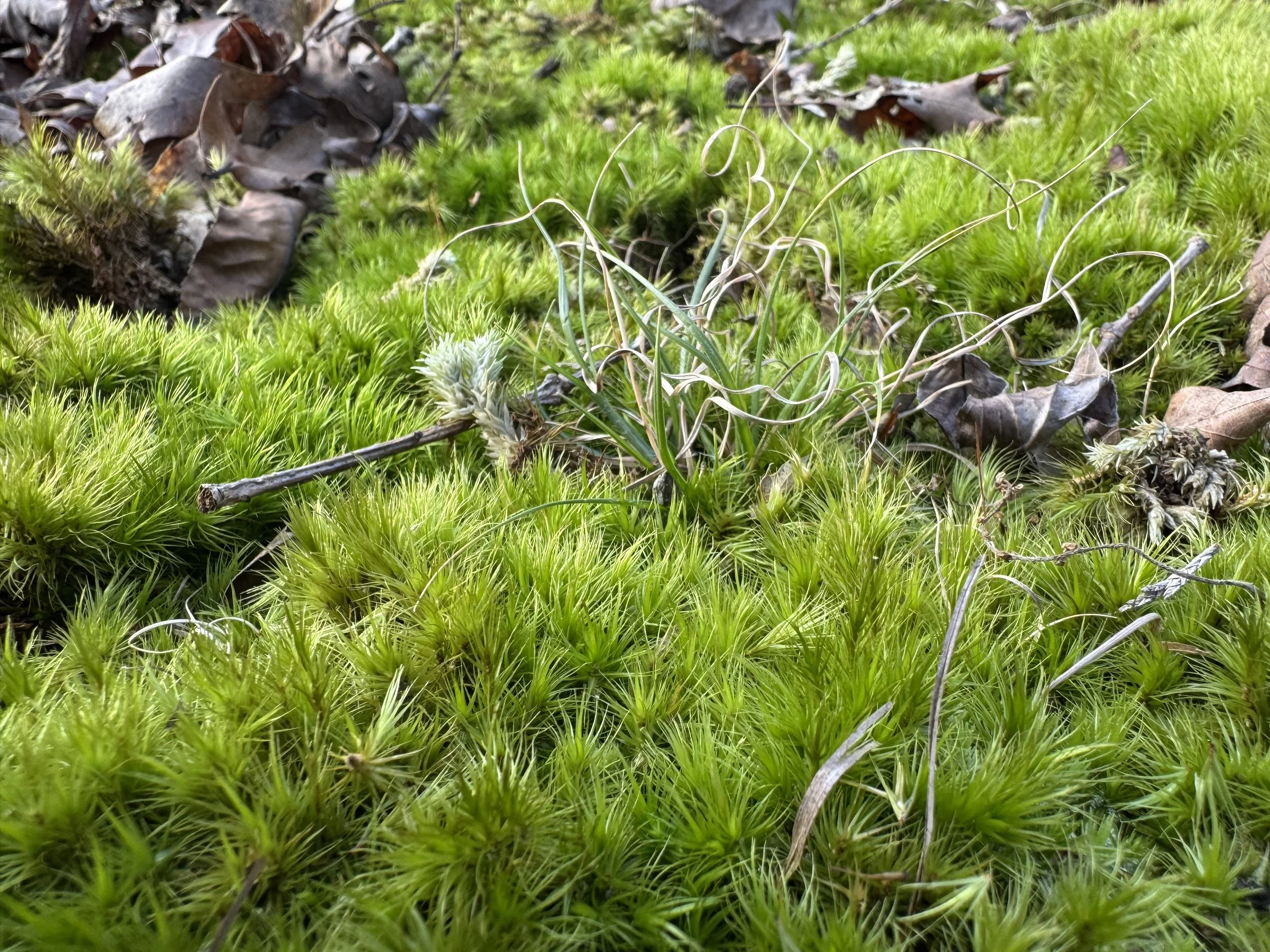  Moss in a Hickory Forest 2 years after prescribed burn    
December 2025 
Photo by Megan Moffatt
