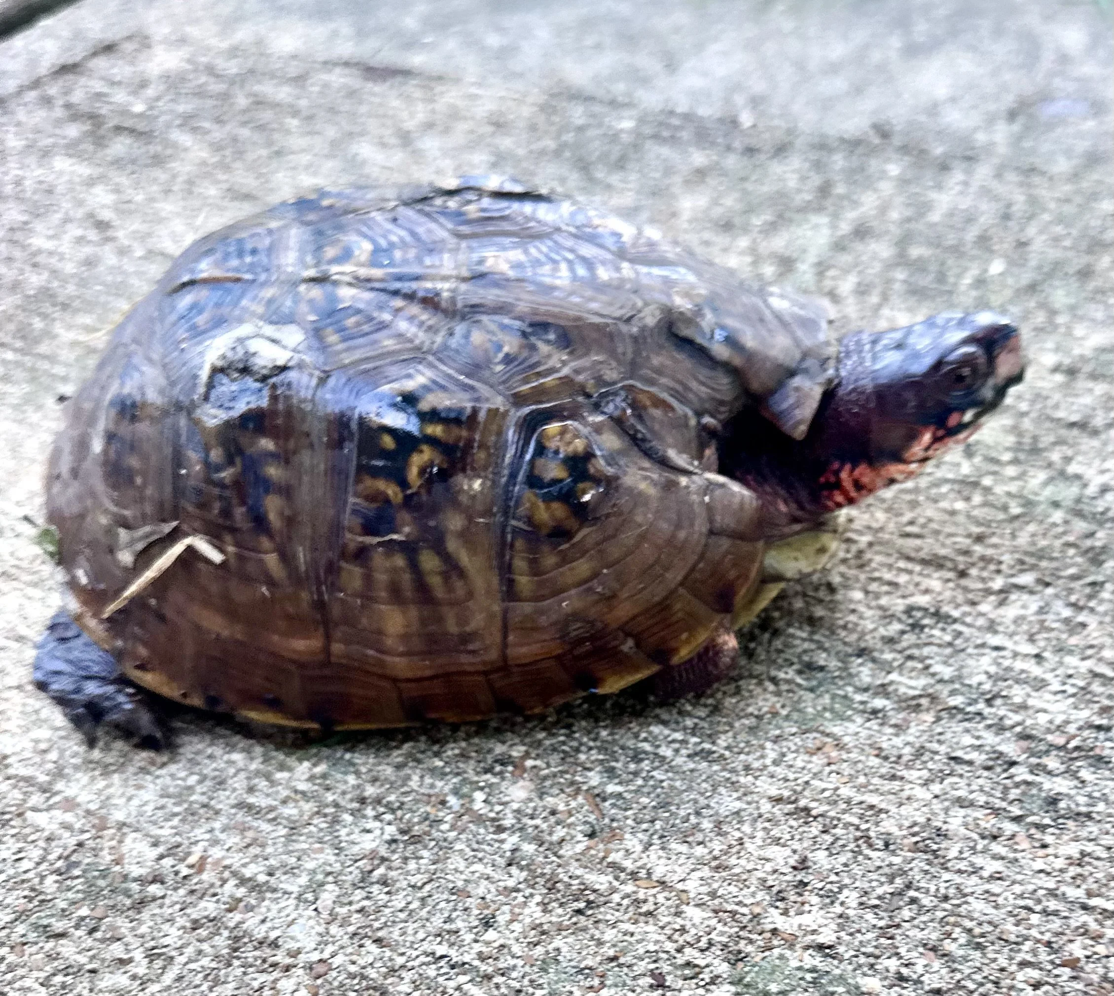 Three Legged Box Turtle at my house
by Barb Cerutti