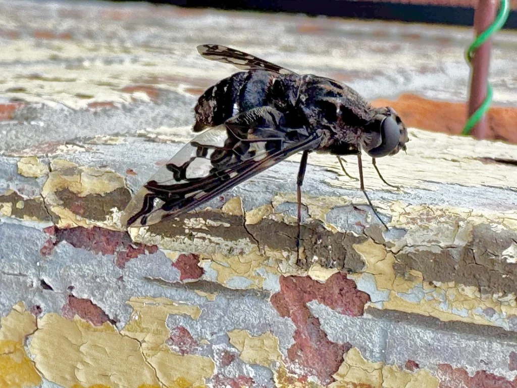  Tiger bee fly spotted while volunteering for Habitat for Humanity  in South St. Louis City July 2026 Photo by Megan Moffatt