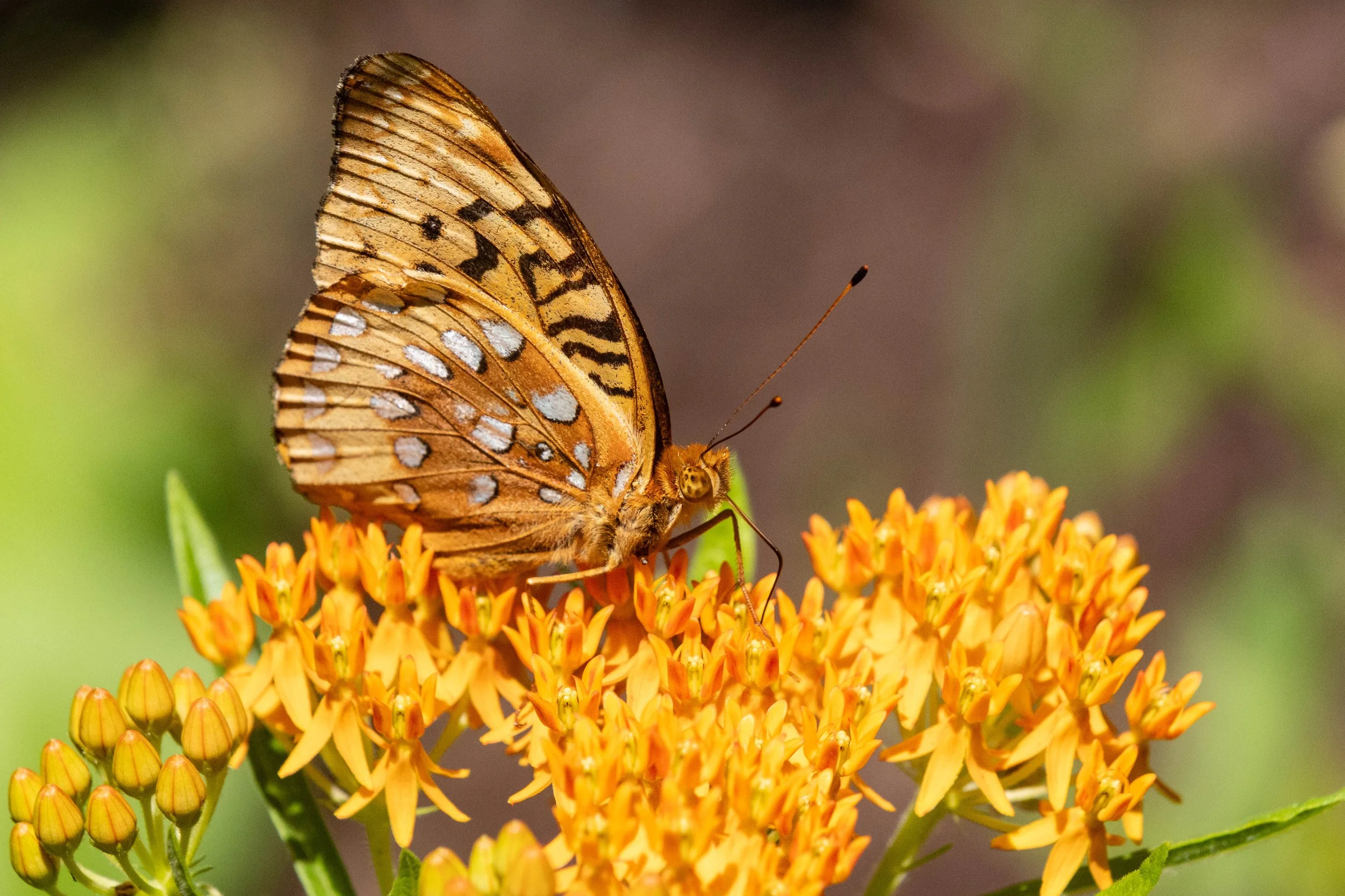 Great Spangled Fritillary
by Don Bauer