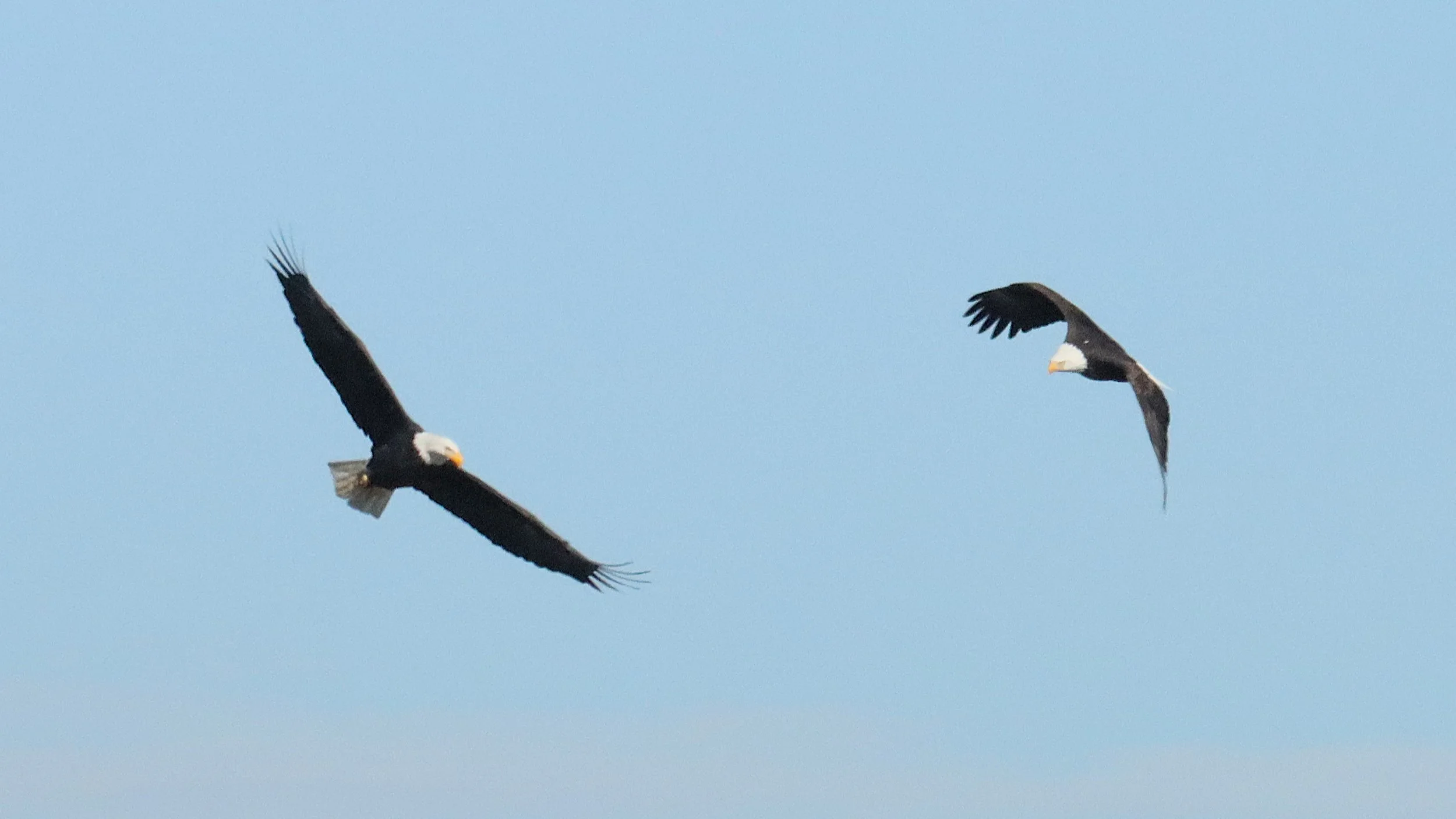 Bald Eagles lining up for a catch (or setting up to steal it)  
January 2026 
Photo by Bob Virag