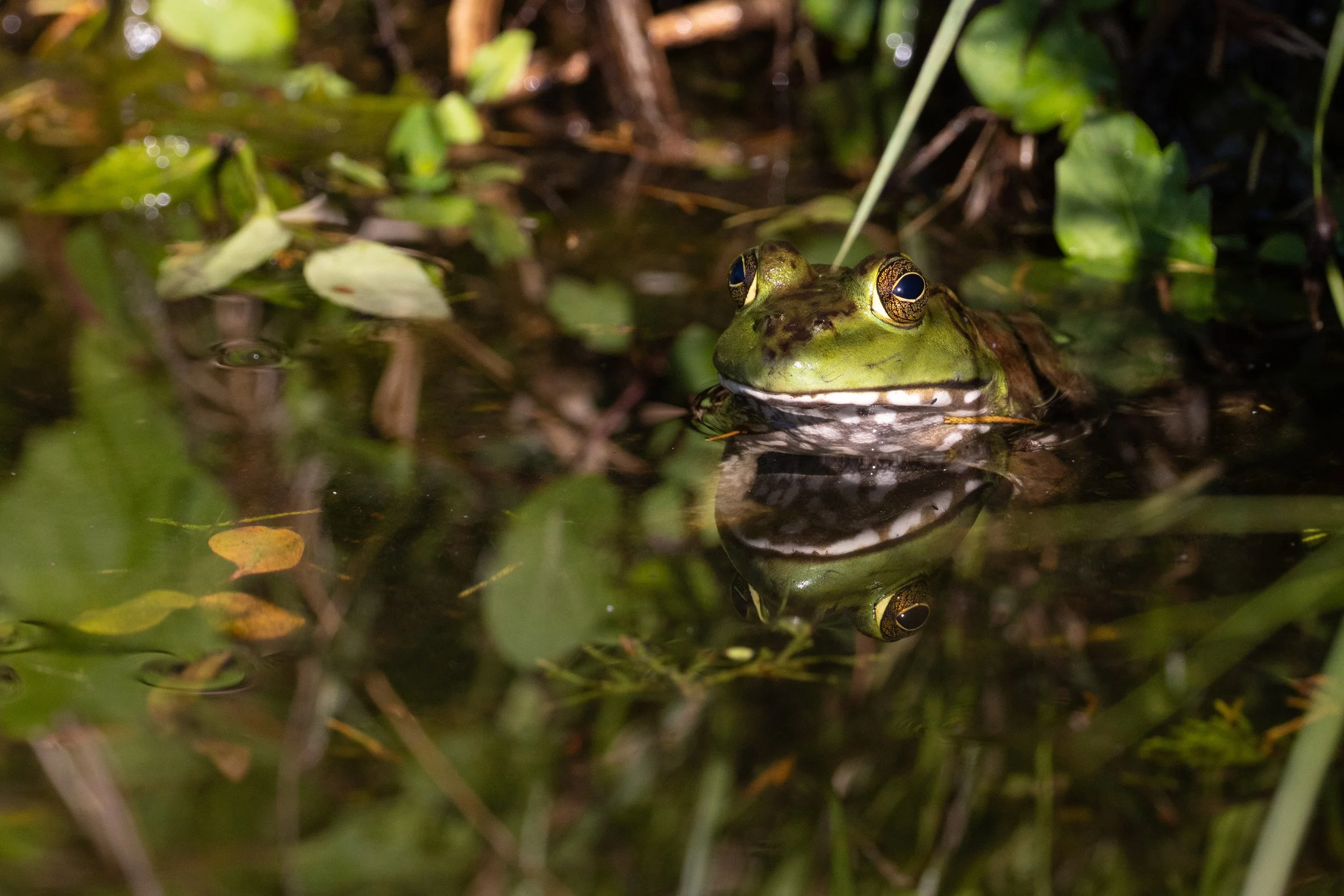  Green Frog in the Heart of the Country  April 16, 2026 Photo by Don Bauer
