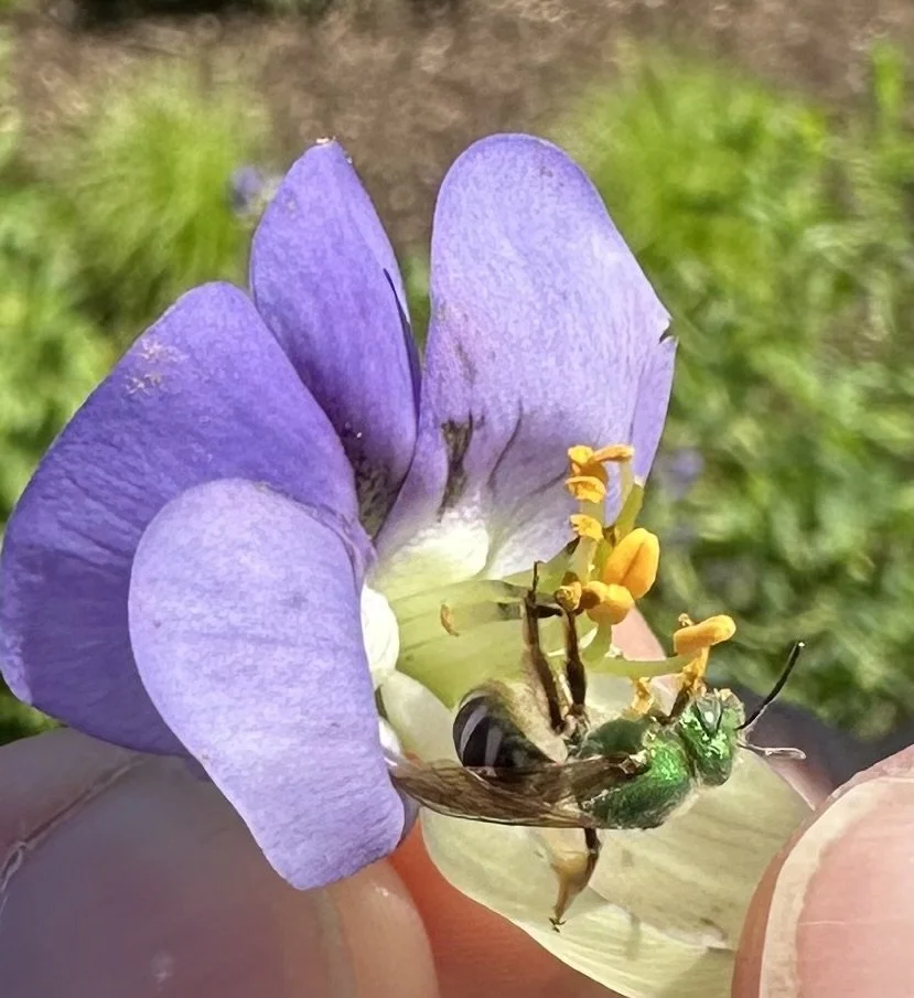  Baptisia Australis Flower with Bi-colored Striped Sweat Bee  ACR Native Plant Educational Garden Photo by Valerie Klipfel