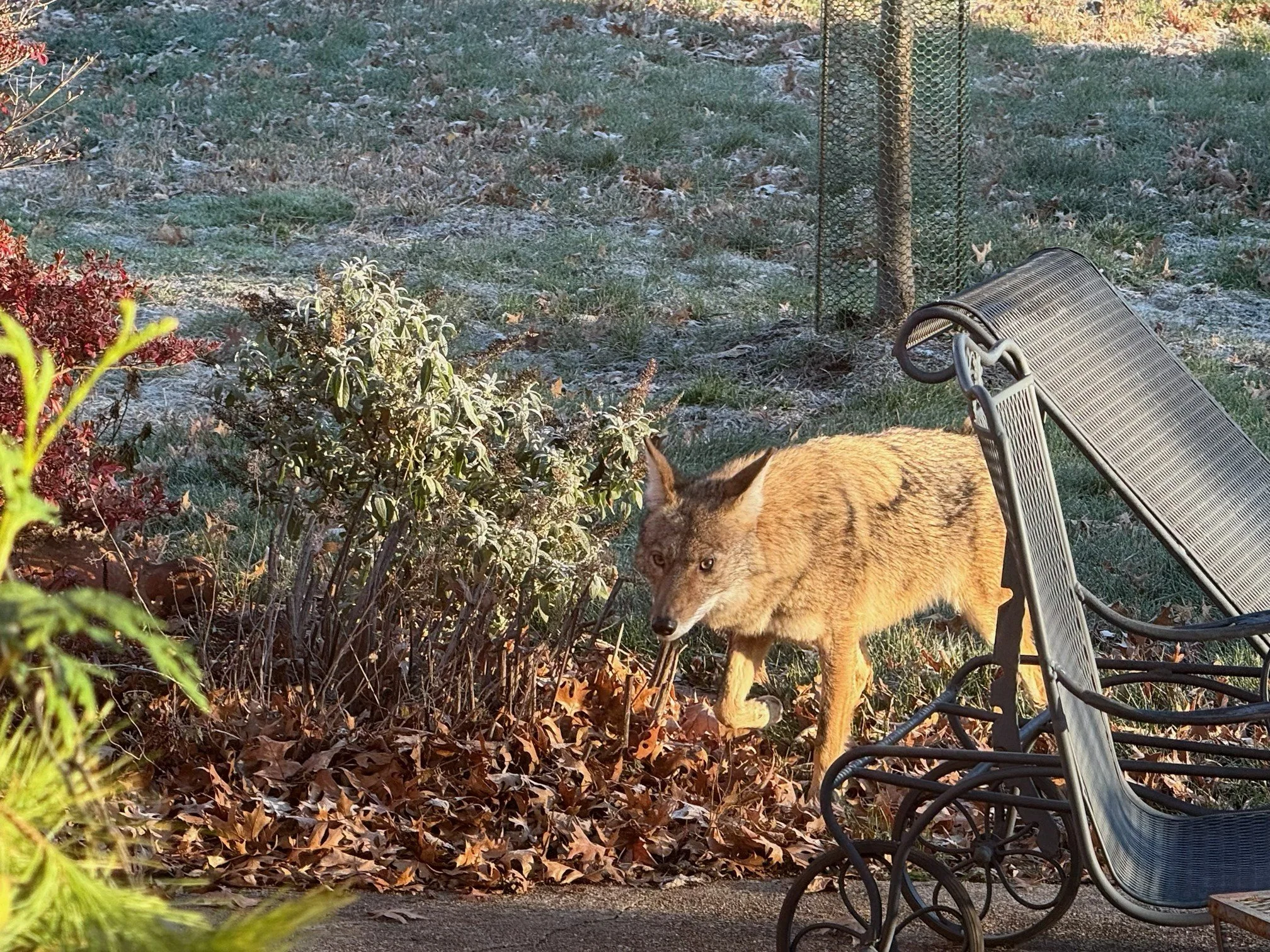  Backyard Coyote  
November 2025 
Photo by Andrew Mueller