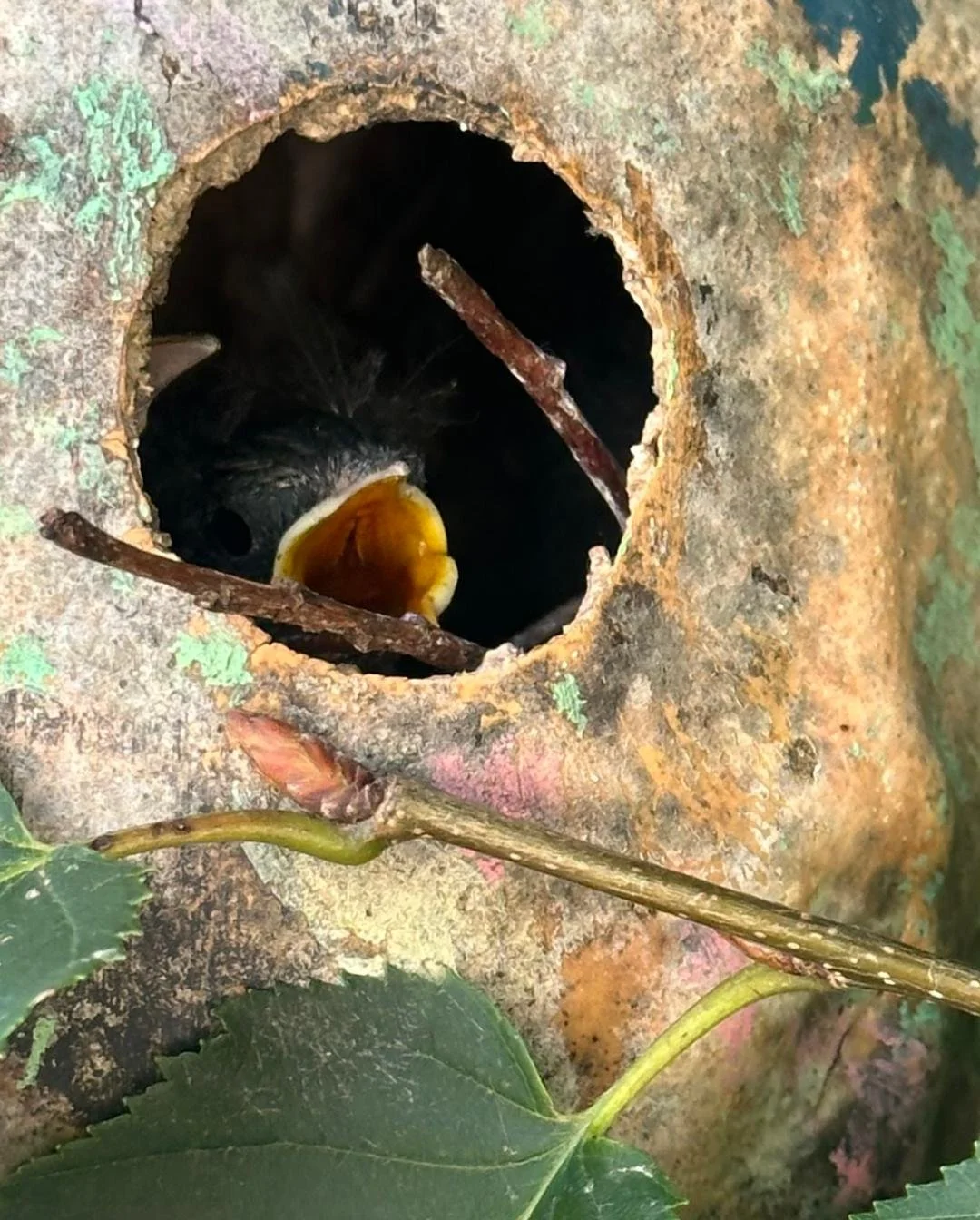  Baby Bird in Gourd Bird House Hung on Street Tree   St. Louis County April 1, 2026 Photo by Valerie Klipfel