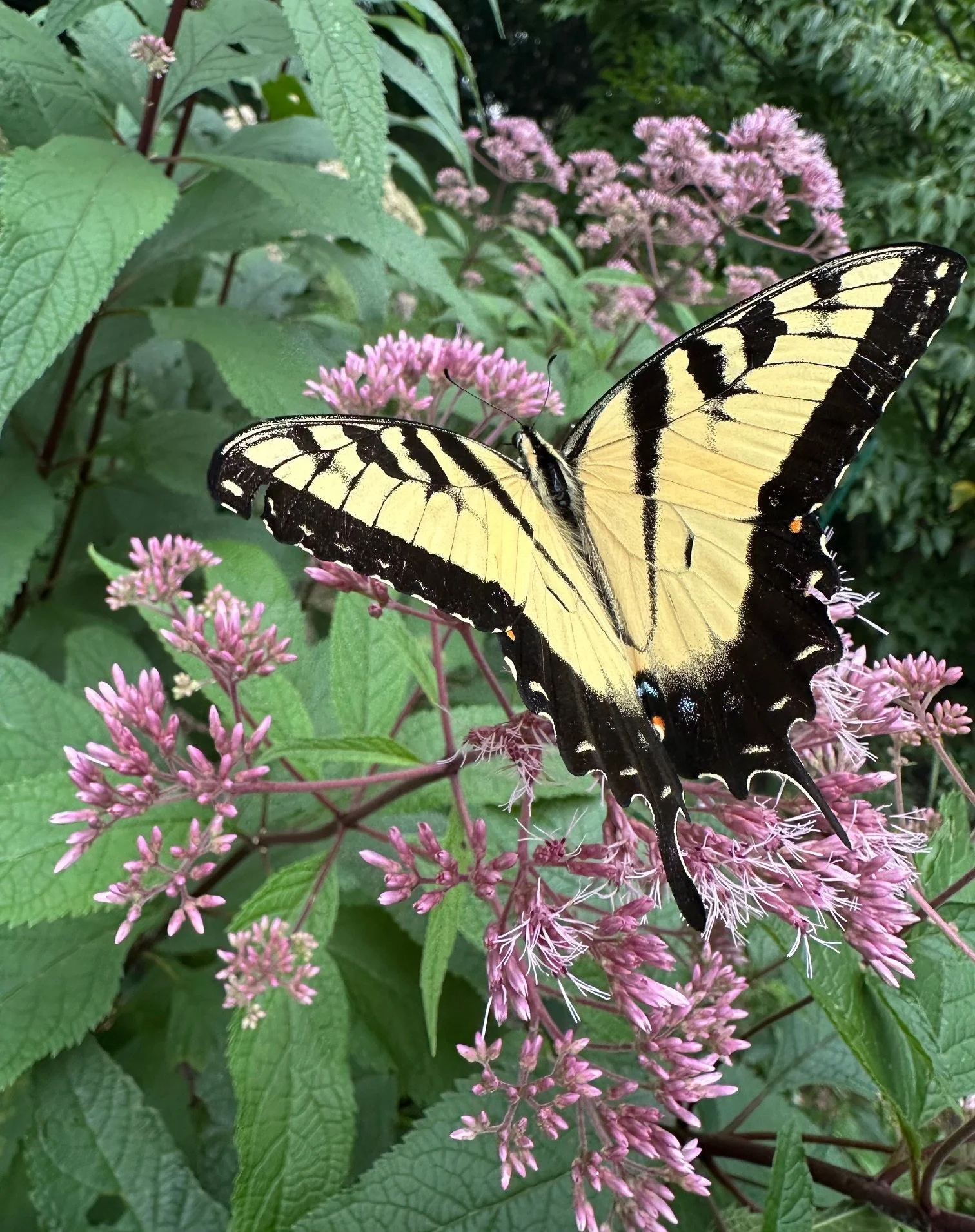 Female Eastern Tiger Swallowtail (pamilio glaucus) on native Joe Pye Weed (eutrochium purpureum) plant
by Valerie Klipfel