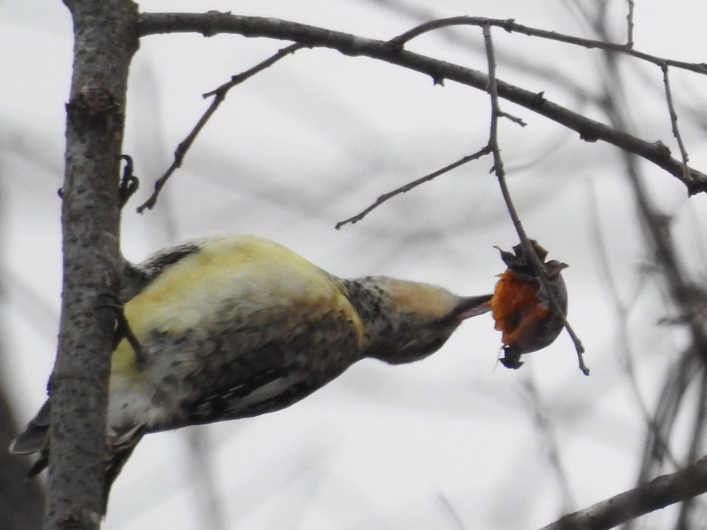  Yellow-Bellied Sapsucker with Persimmon  
January 2026 
Photo by Mary Dueren