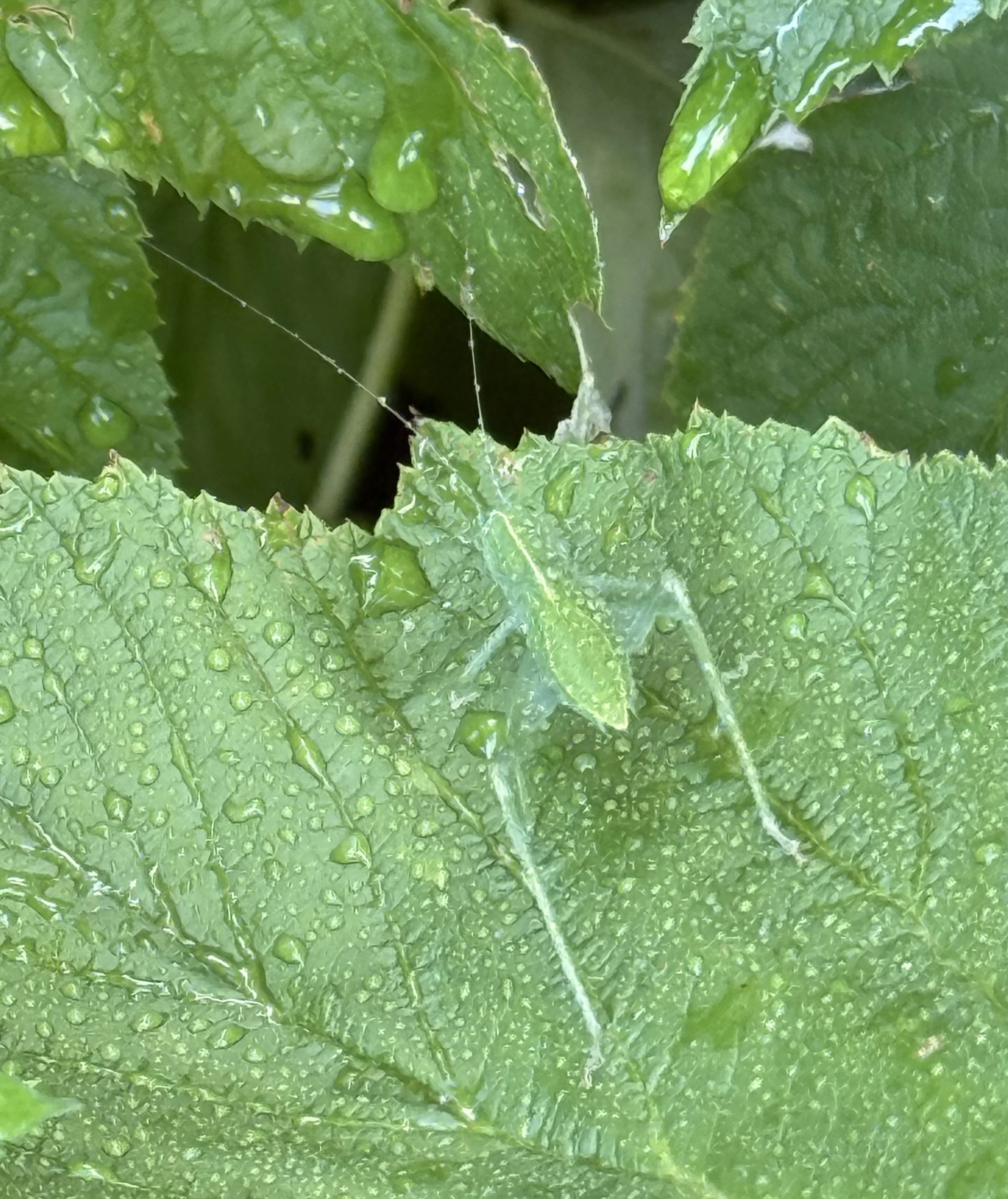 Katydid on leaf after the rain
by Kris Monahan