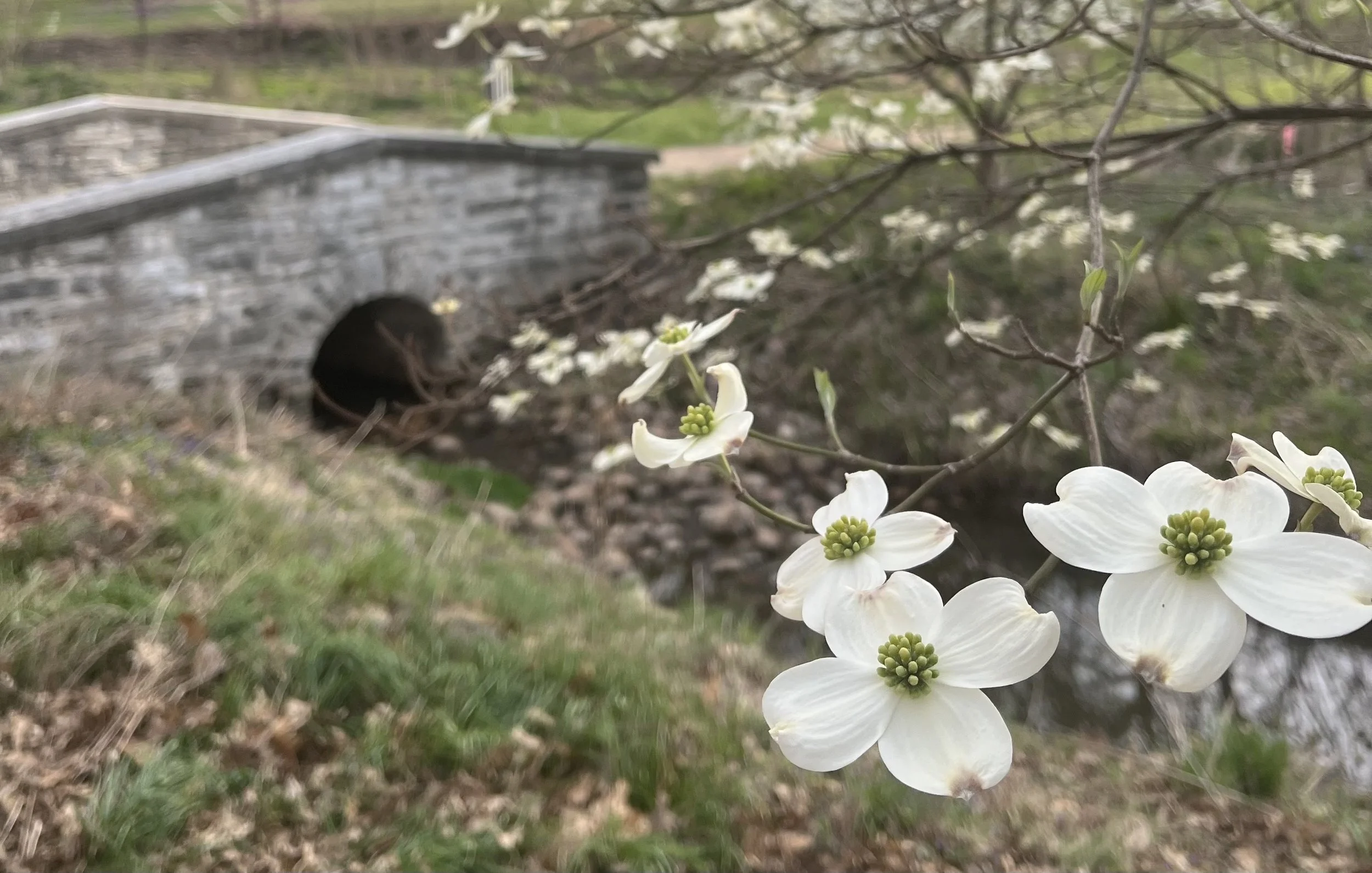  A Flowering Dogwood Foregrounding a Stone Bridge   Tower Grove Park STL March 2026 Photo by Katie Walkowiak