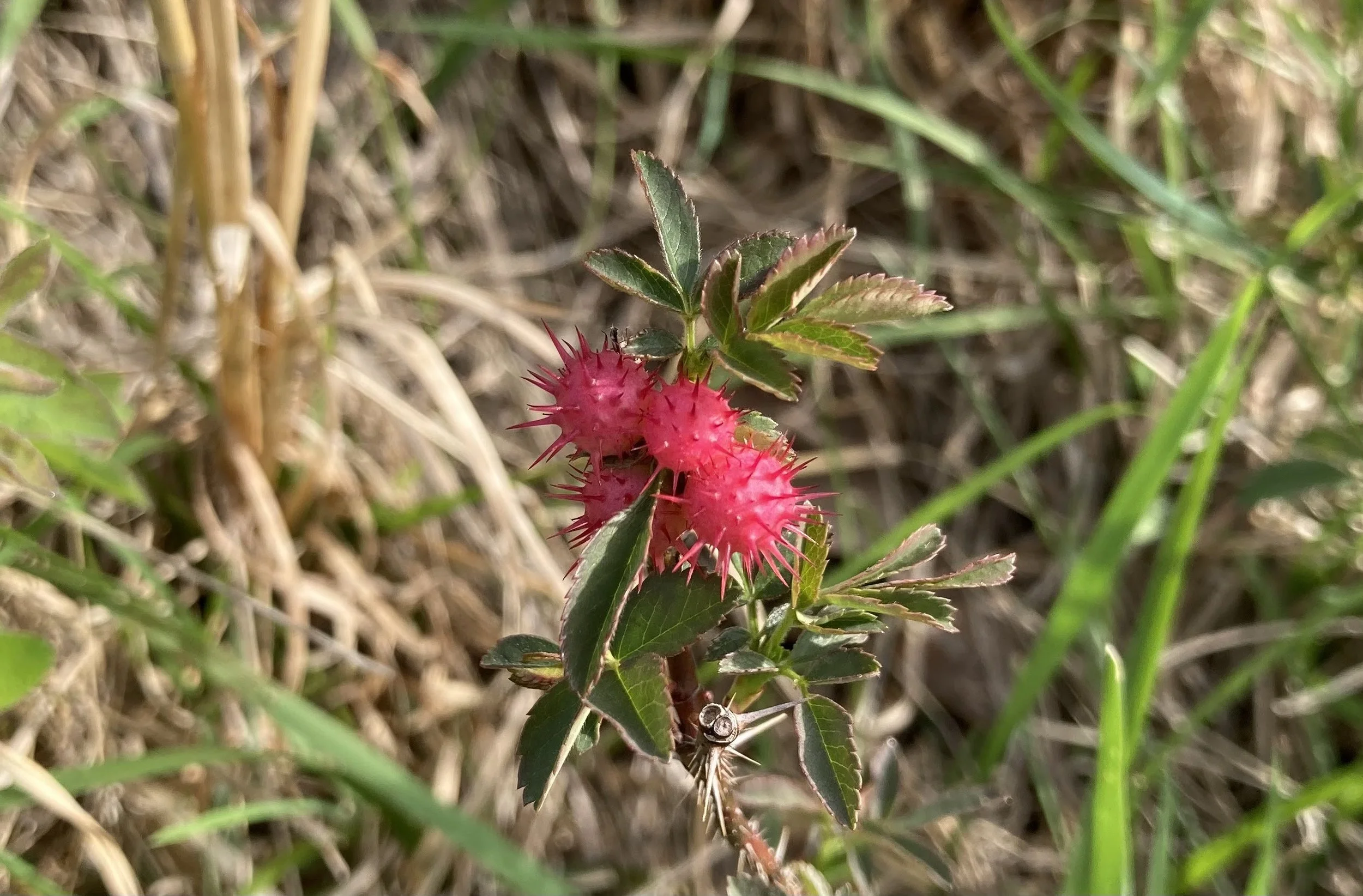  Spiny Rose Galls, Likely from the Spiny Bud Gall Wasp (Diplolepis bicolor)  Ste. Genevieve County April 2023 Photo by Lara Redmond
