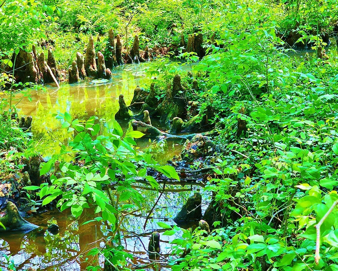 Intermittent Swamp at North End of Tilles Park Lake with Pneumatophores
4-20-25
Geoffrey Stillwell