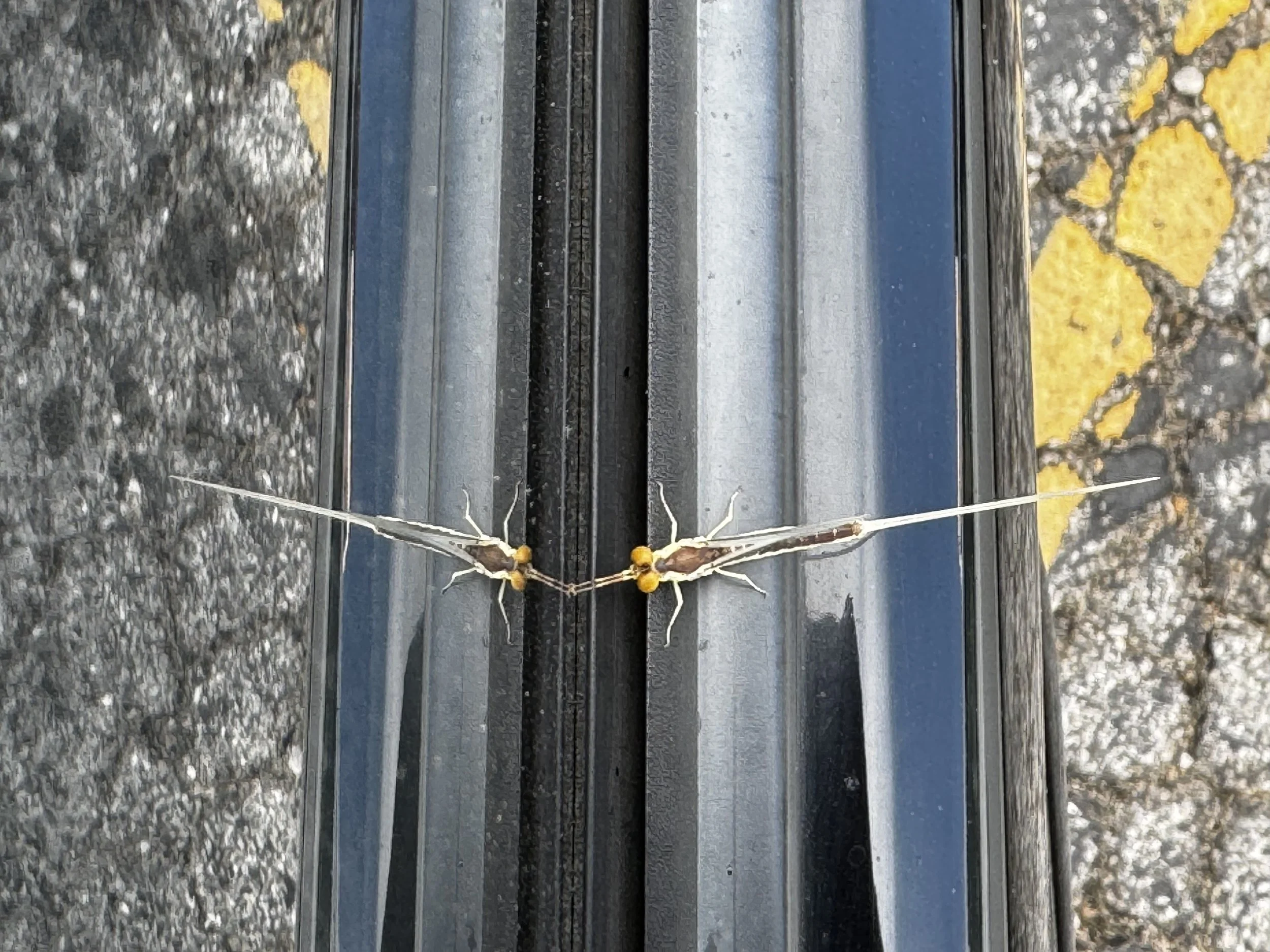  Dedicated to all the late bloomers: an adult mayfly    in St. Louis City June 2026 Photo by Megan Moffatt