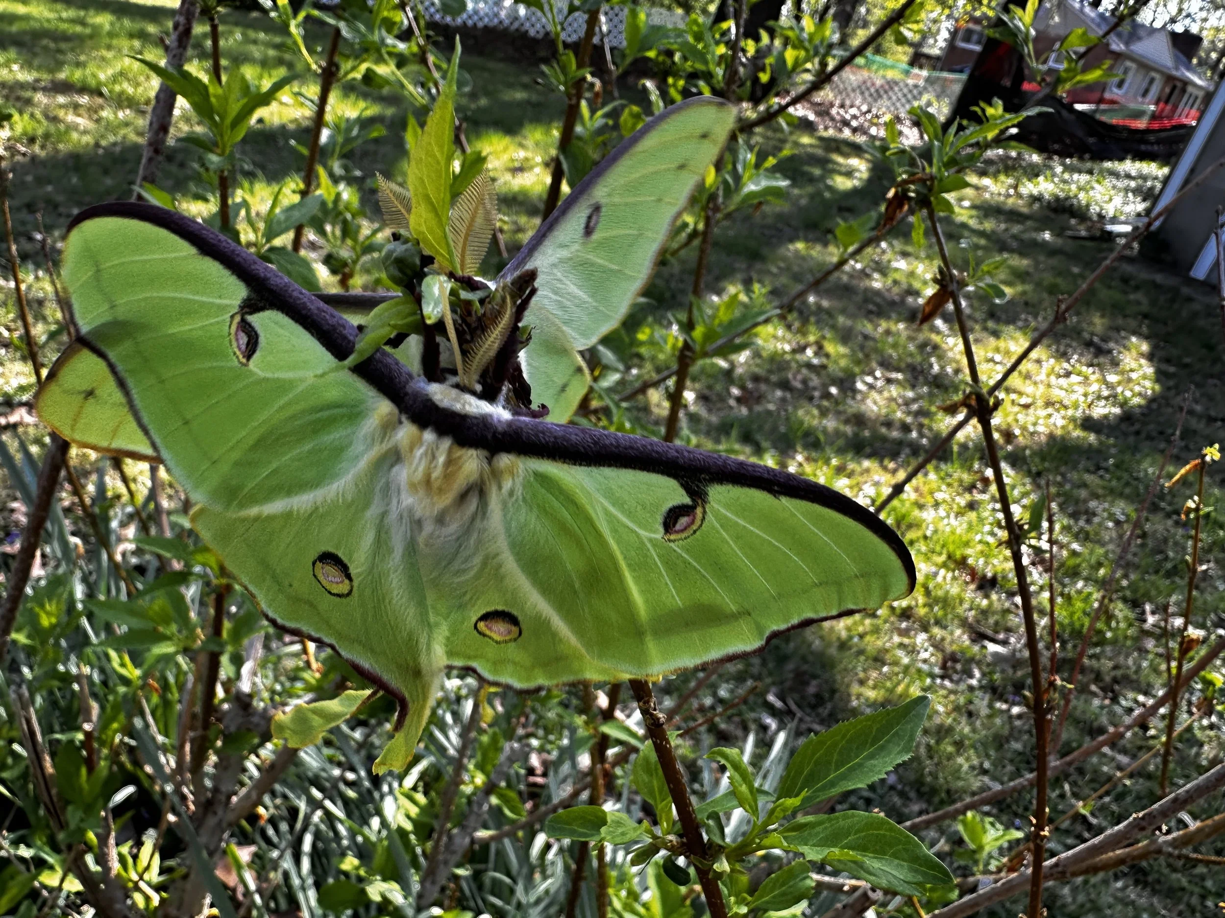  Seeing Not One But Two Luna Moths Was a Double Delight  St. Louis County April 26, 2026 Photo by Barb Cerutti