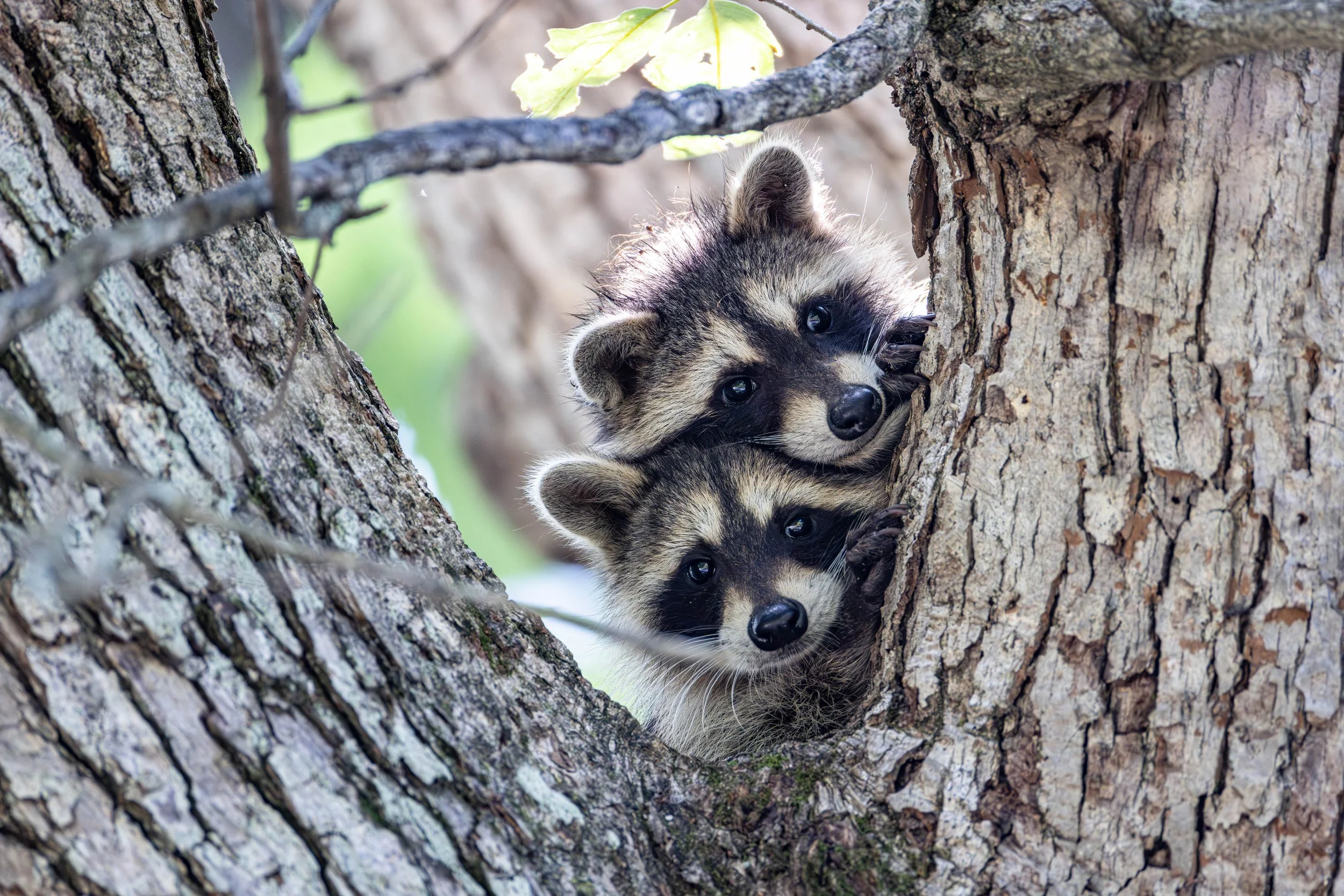 Racoon Babies at Heart of the Country
by Don Bauer