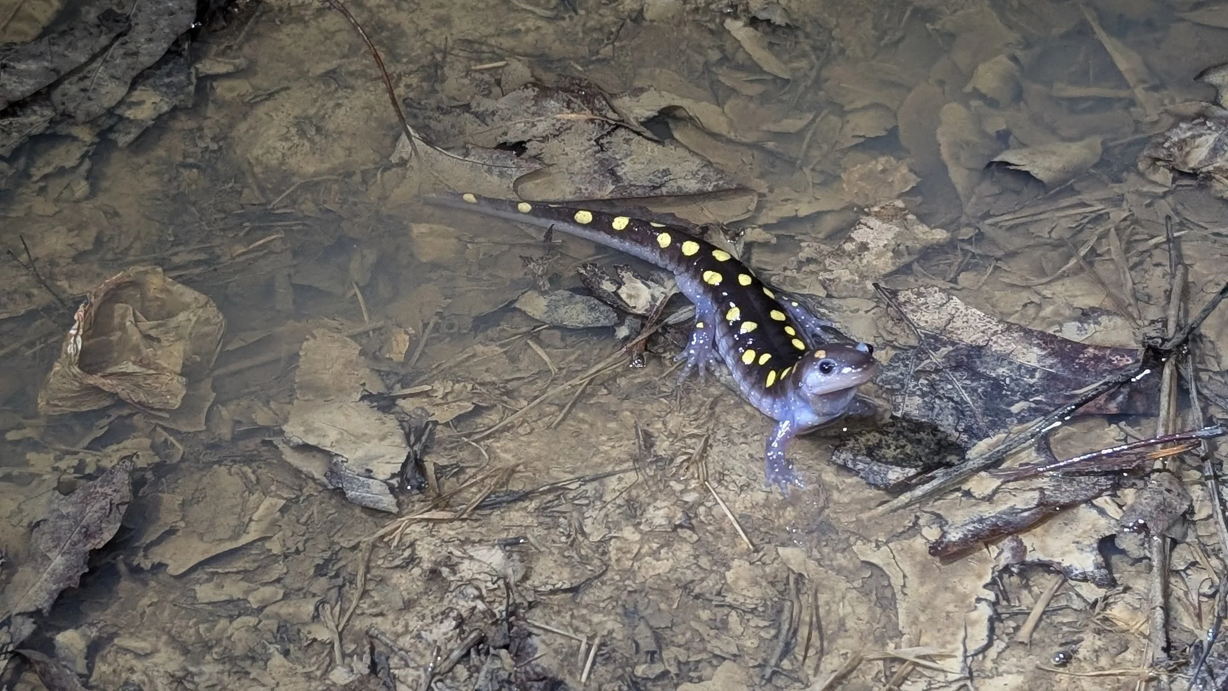  Spotted Salamander During Breeding Migration  August A. Busch Conservation Area March 1, 2026 Photo by Tara Morton