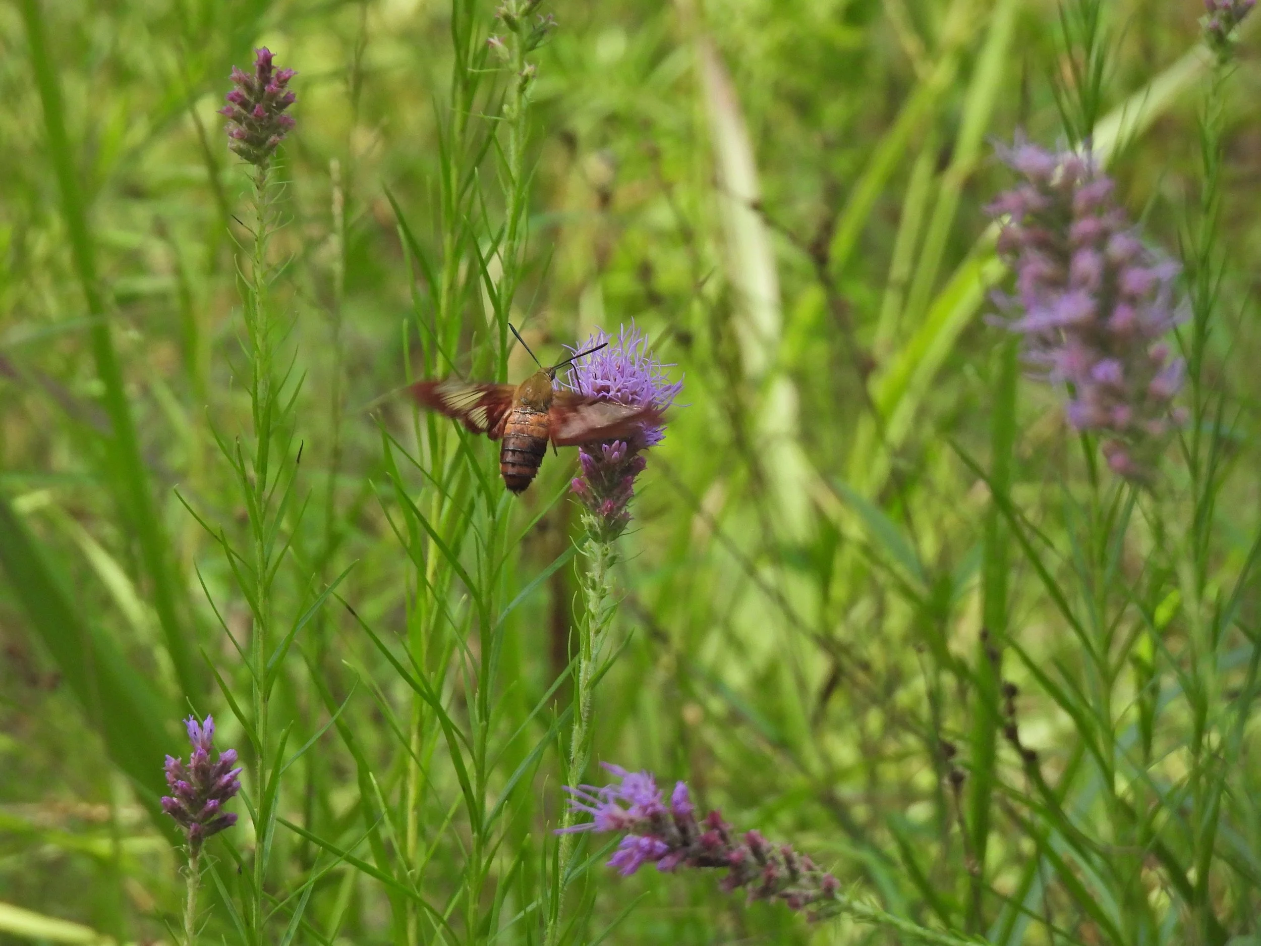  Hummingbird clearwing moth on blazing star also known as gay feather (Liatris pycnostachya) photographed while on a butterfly walk    in St. Francois State Park July 2026 Photo by Sean Tracy