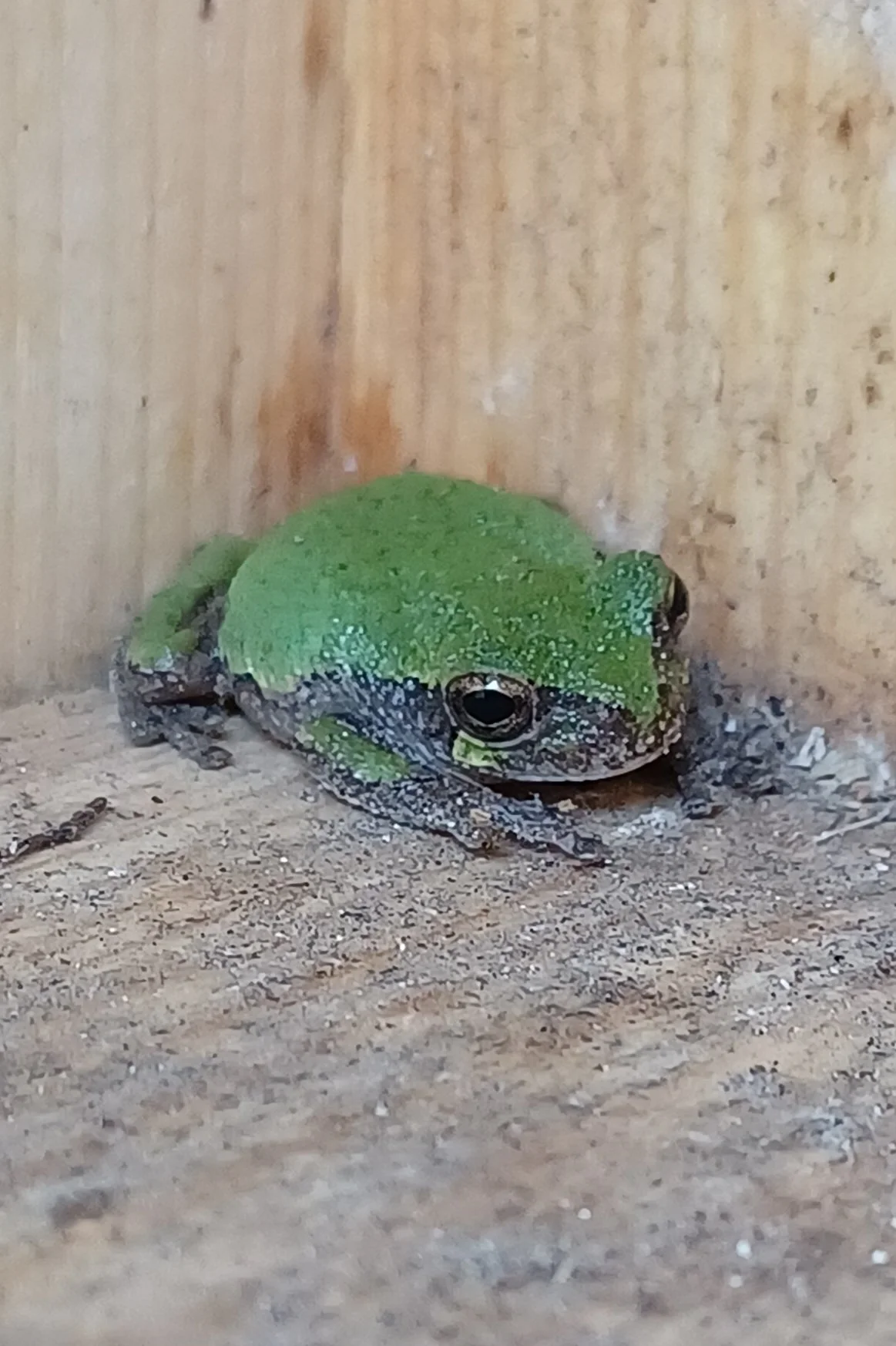  Definitely not a bird in the bird box:a juvenile gray tree frog  in Little Creve Coeur Ecological Area August, 2024 Photo by Mary Dueren
