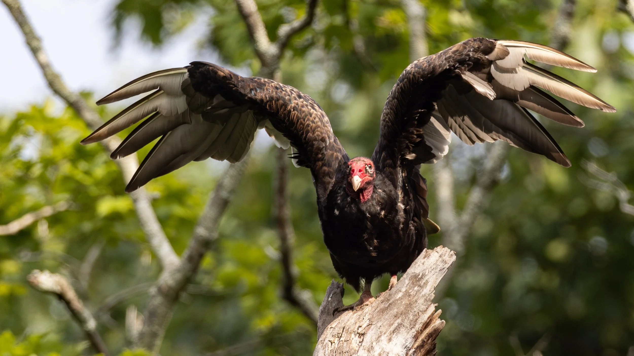  Turkey vulture launch in The Heart of the Country  in Southeast Missouri July 2026 Photo by Don Bauer