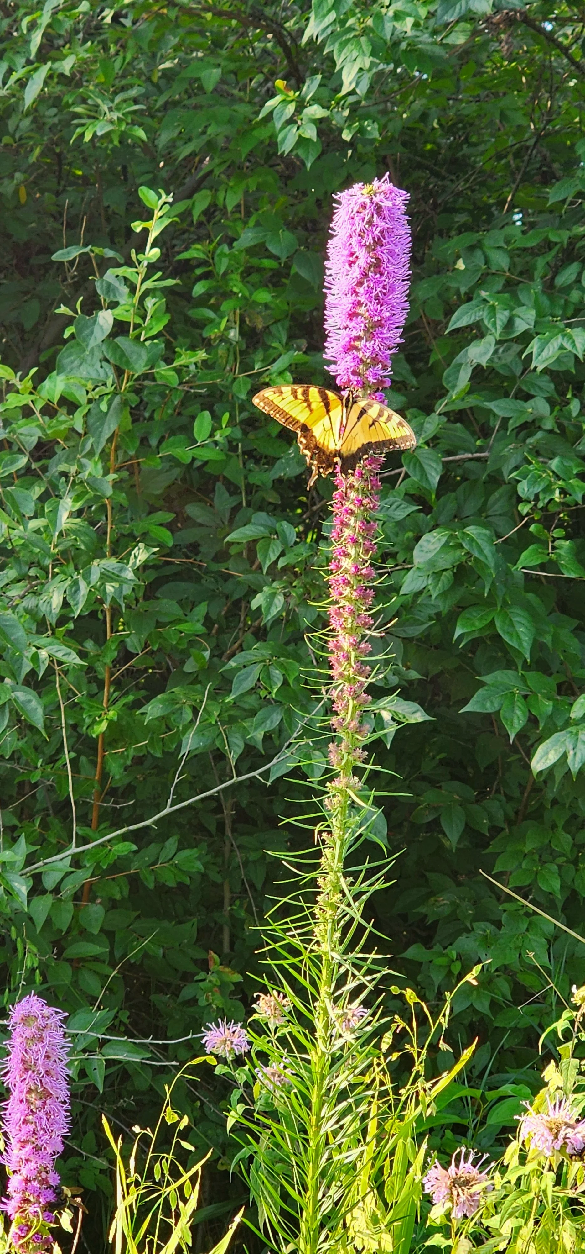Tiger Swallowtail Butterfly on Prairie Blazing Star
by Ellen Harmon