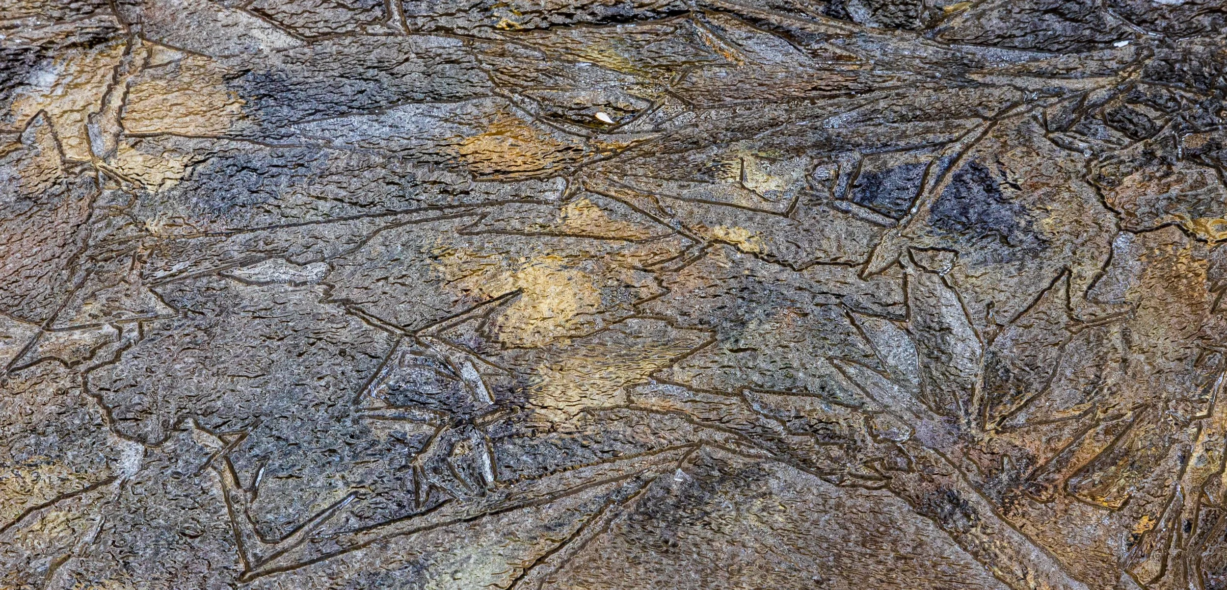  Cracked Ice on the Creek in Danville Conservation Area  
January 2025 
Photo by Karen Zelle