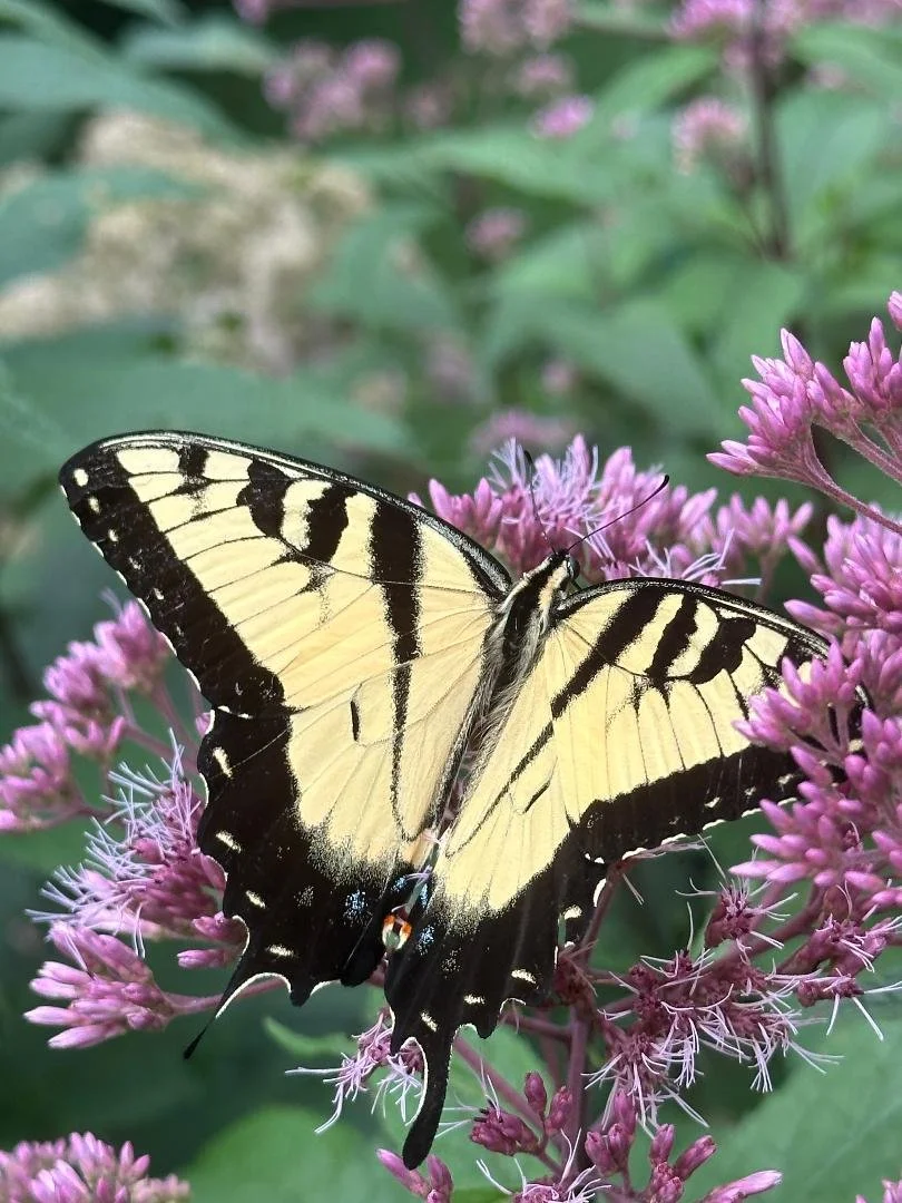  Eastern swallowtail (Papilio glaucus) on Joe Pye weed plant (Eutrochium purpureum)  in St. Louis County  July 2026 Photo by Valerie Klipfel