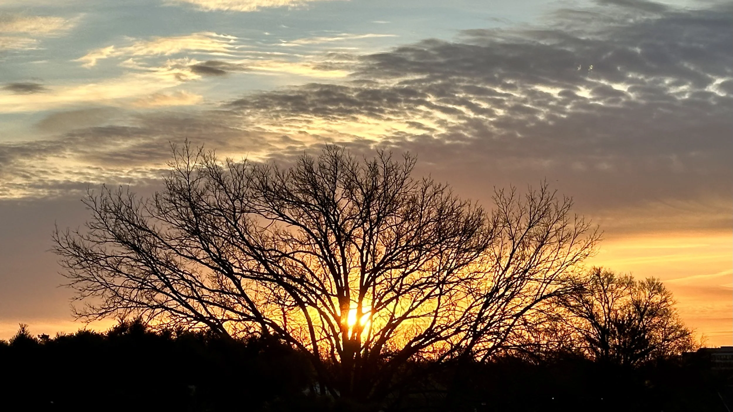 Sunrise Filtering Through Tree Branches  
January 2026 
Photo by LaNor Maune
