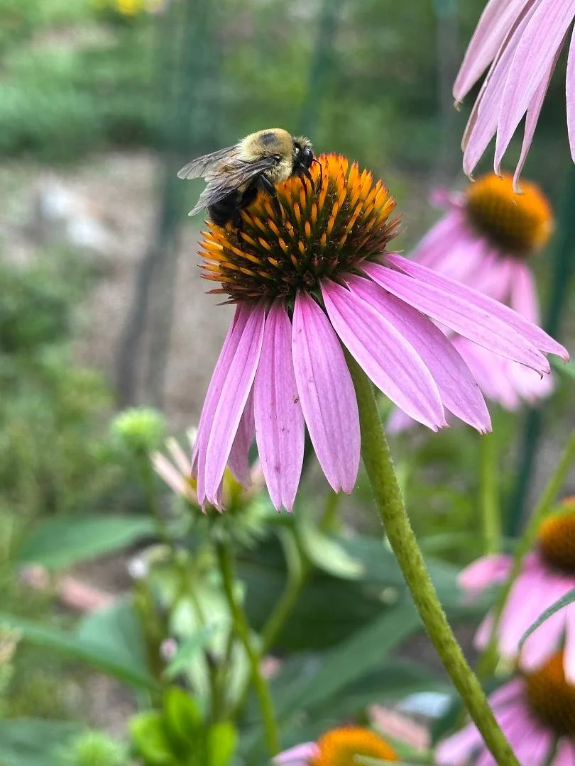  Bumblebee on native coneflower    in St. Louis County July 2026 Photo by Valerie Klipfel