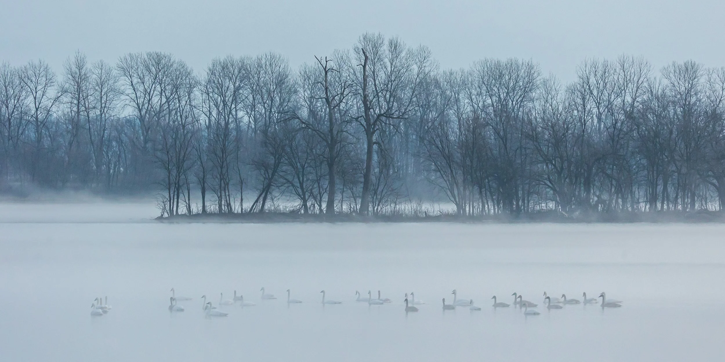  Trumpeter and Tundra Swans in the Fog on Ellis Bay  
December 2025 
Photo by Karen Zelle