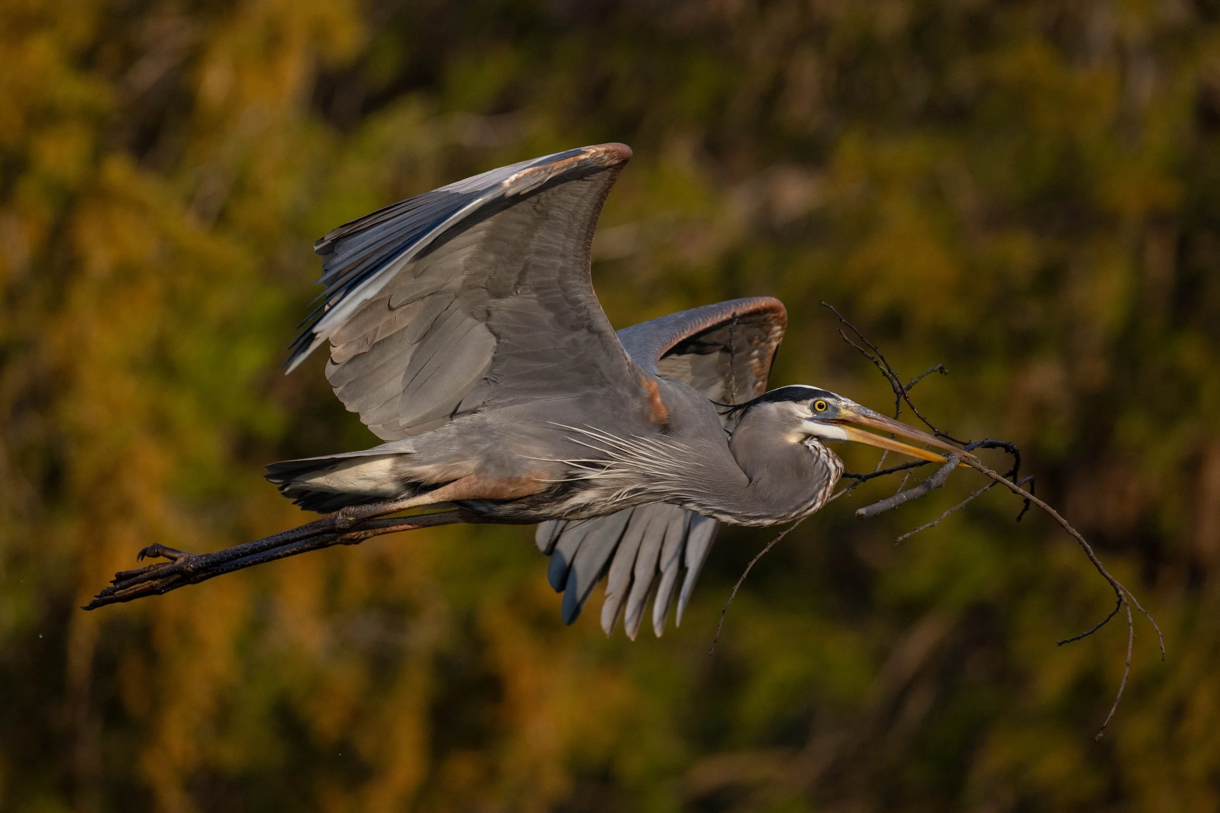  Heron Collecting Nesting Material-Heart of the Country  March 21, 2026 Photo by Don Bauer