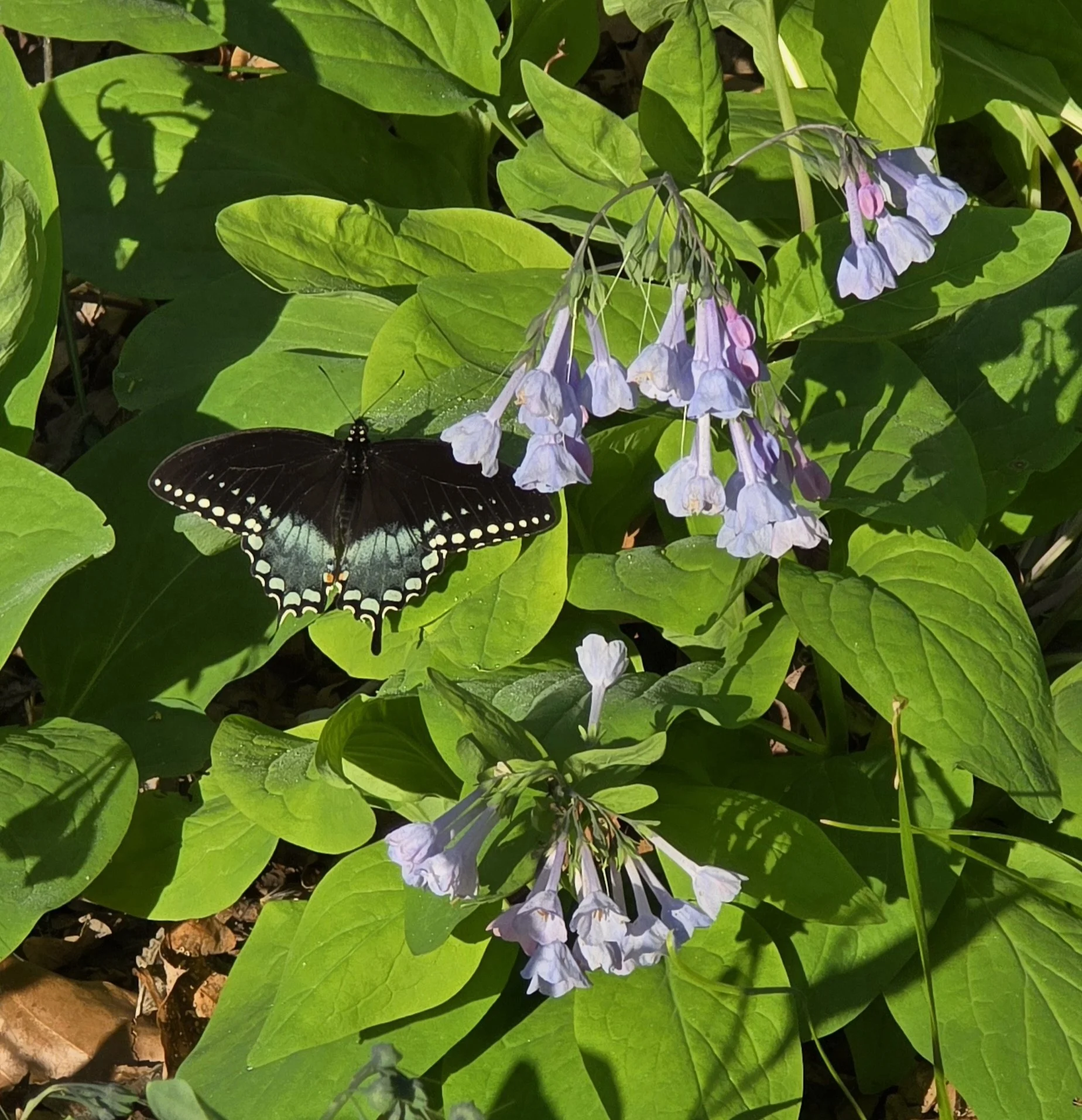  Butterflies and Bluebells on the Al Foster Trail  April 9, 2026 Photo by Ellen Harmon