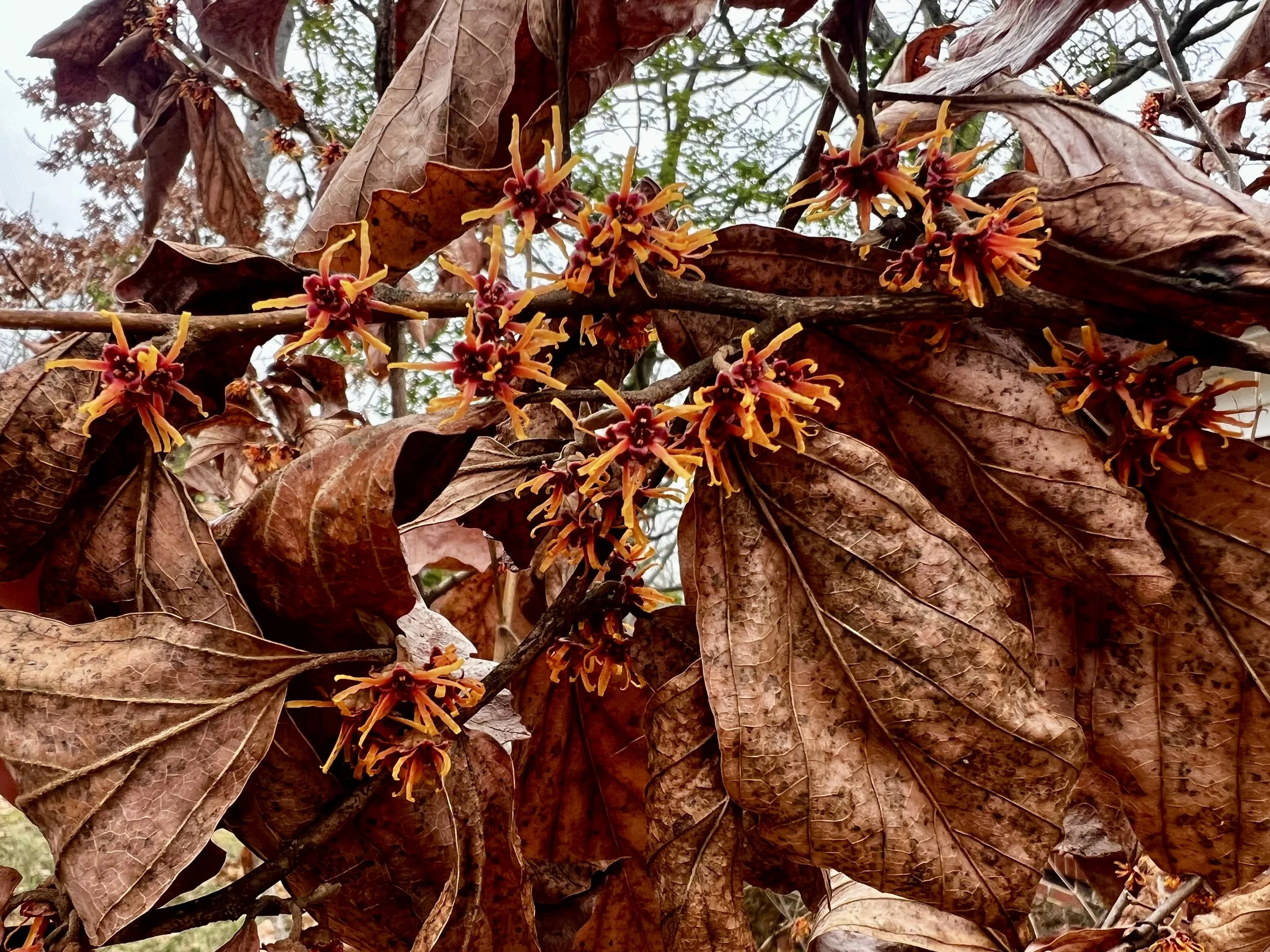  Hamamelis Vernalis in January  
January 2026 
Photo by Laura Tully