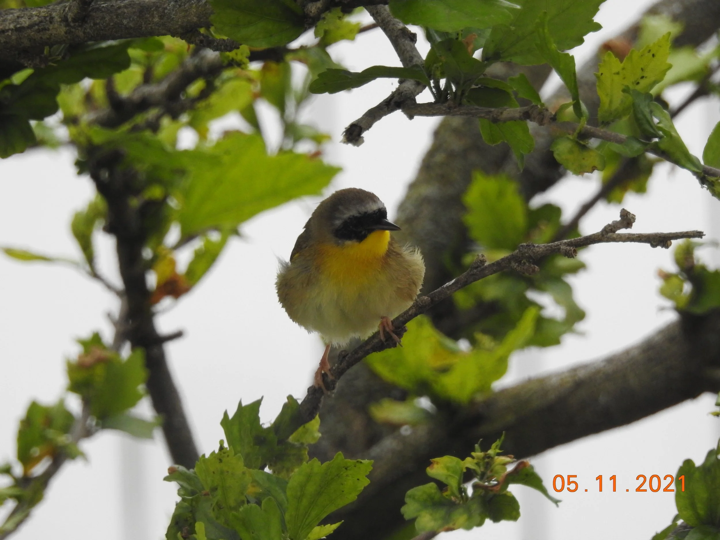  A Common Yellowthroat visiting my backyard feeders & birdbath on a chilly morning. I just happened to catch the activity.   St. Louis County May 1, 2021 Photo by Mary Dueren