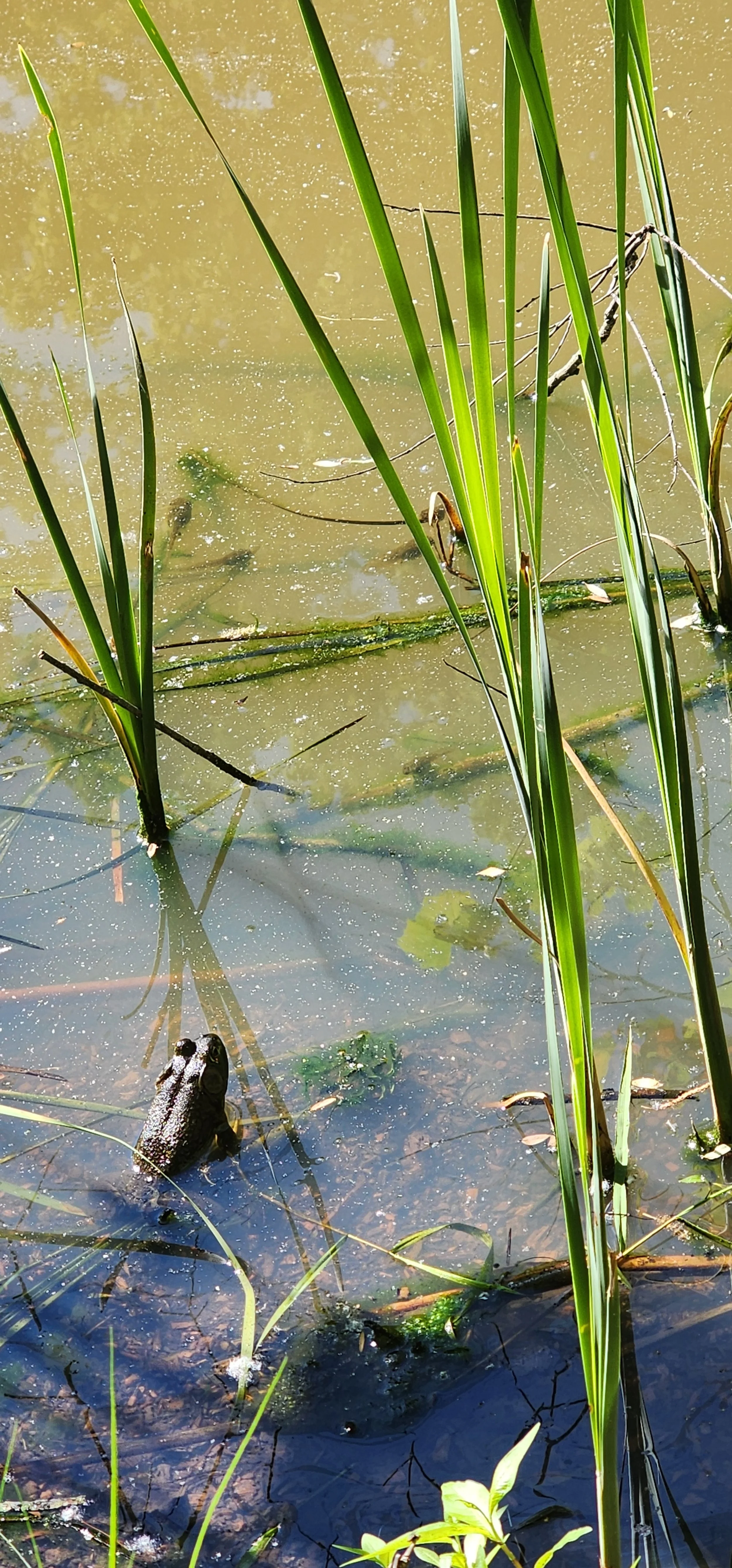 Frog at Little Creek Nature Area
by Ellen Harmon