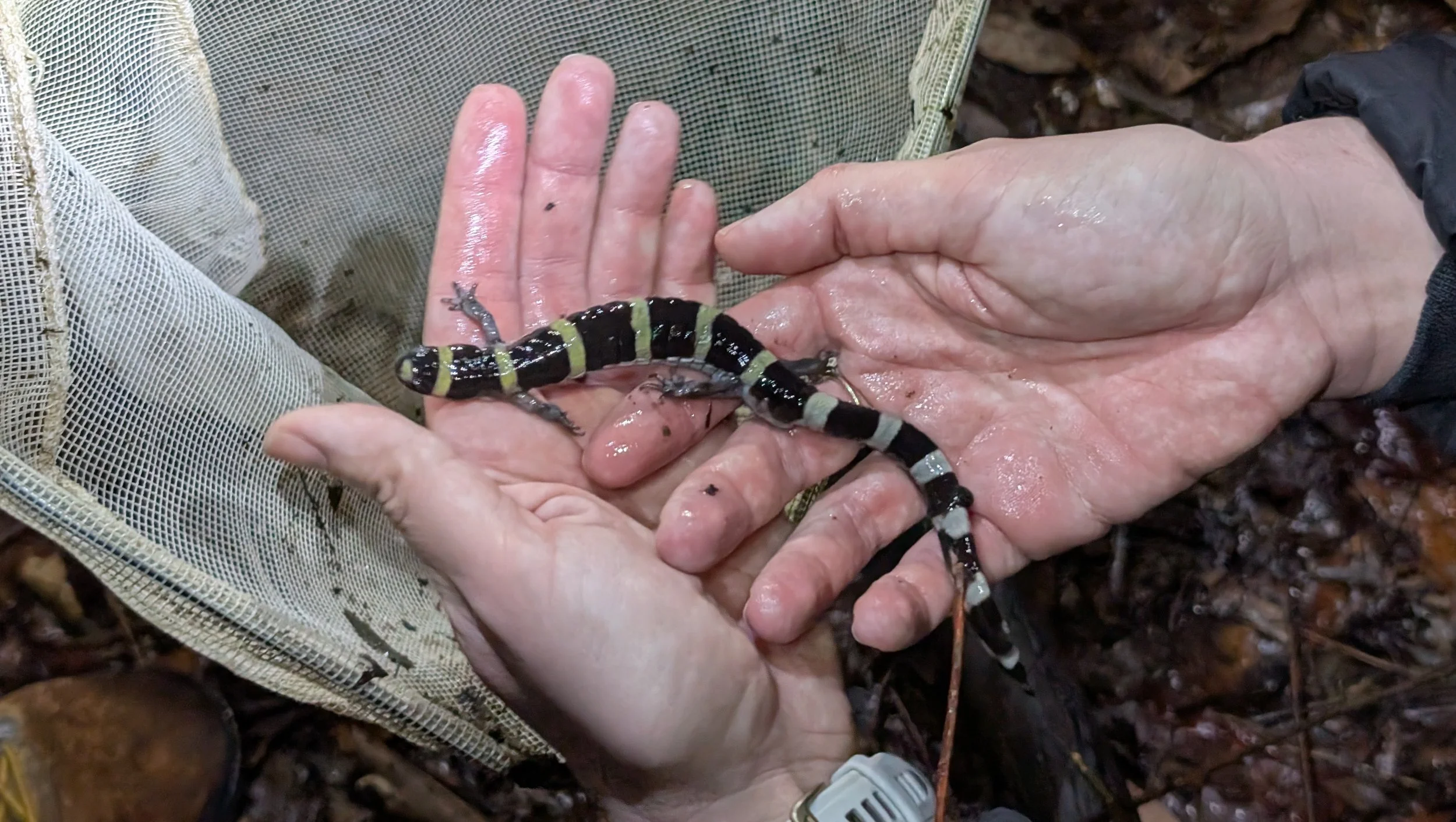  Ringed Salamander During Breeding Migration  August A .Busch Conservation Area March 2026 Photo by Tara Morton