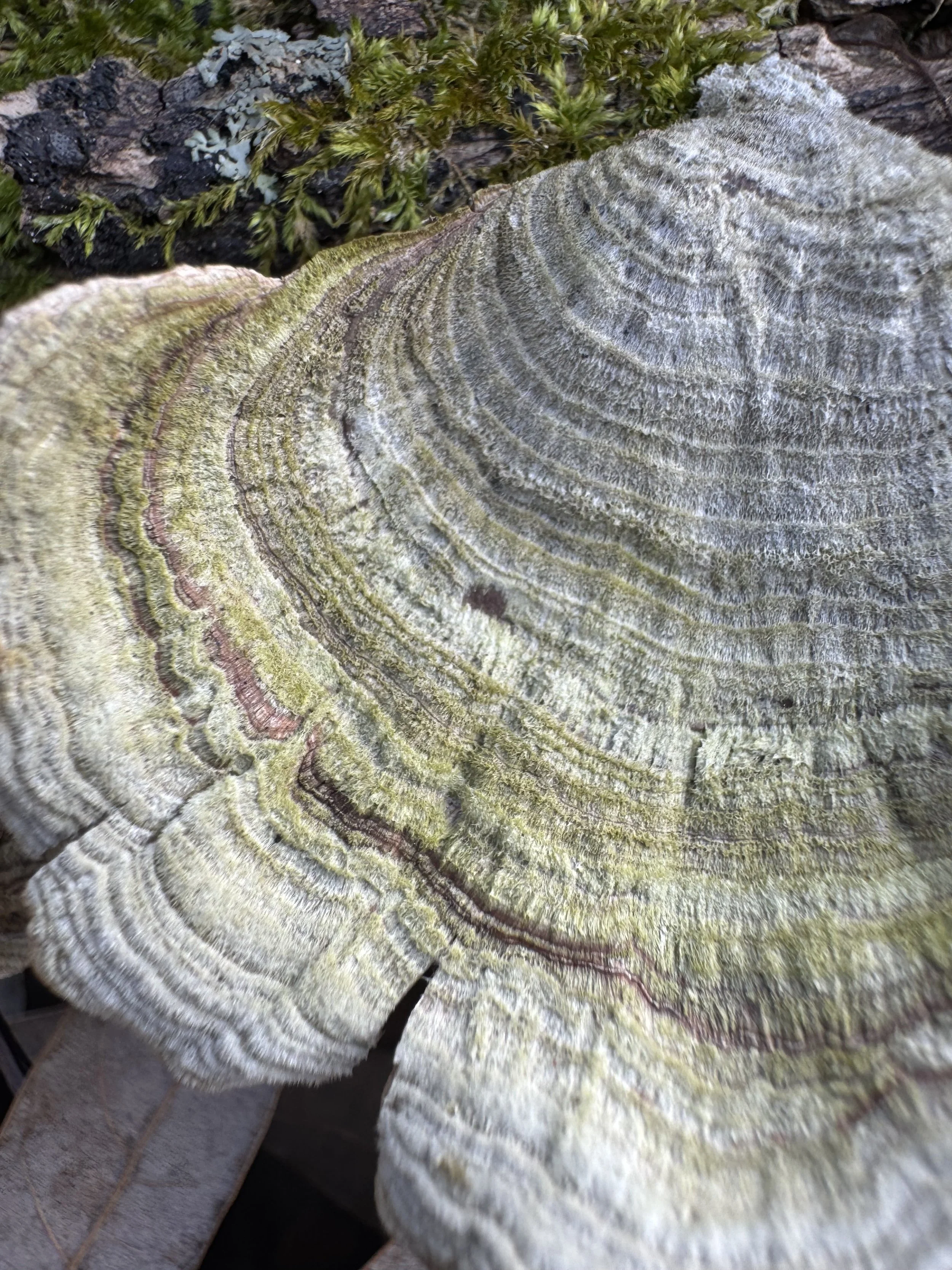  Turkey Tail fungus the size of a nickel   
December 2025 
Photo by Megan Moffatt