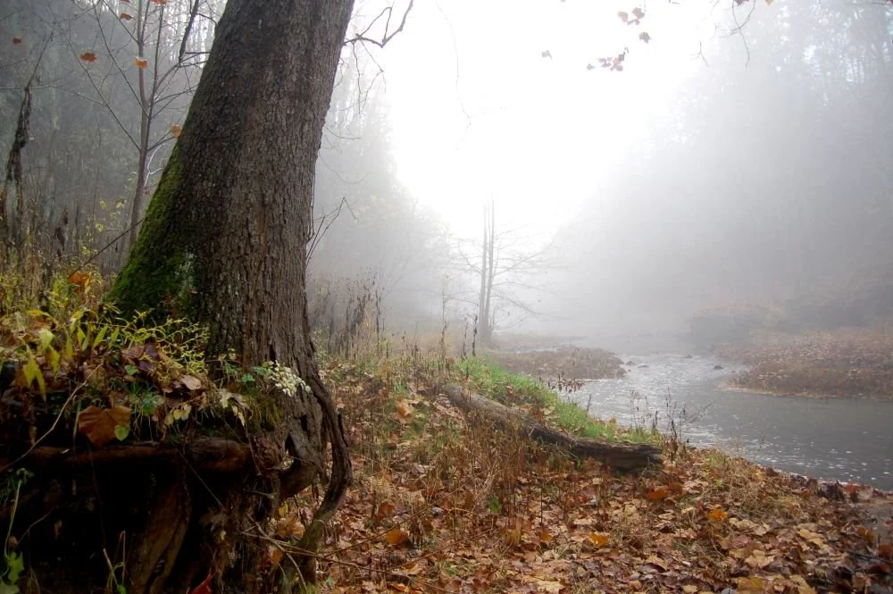 Tim Pohlar. Ghost Tree.sm.JPG
