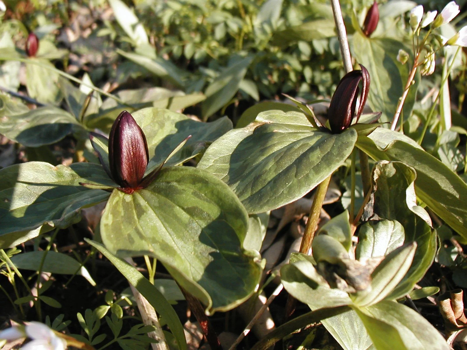 Flowers (171).JPG