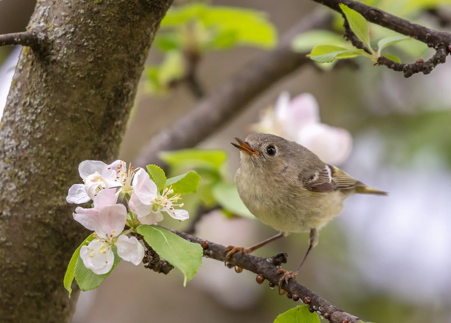Kinglet by Katherine Cubert