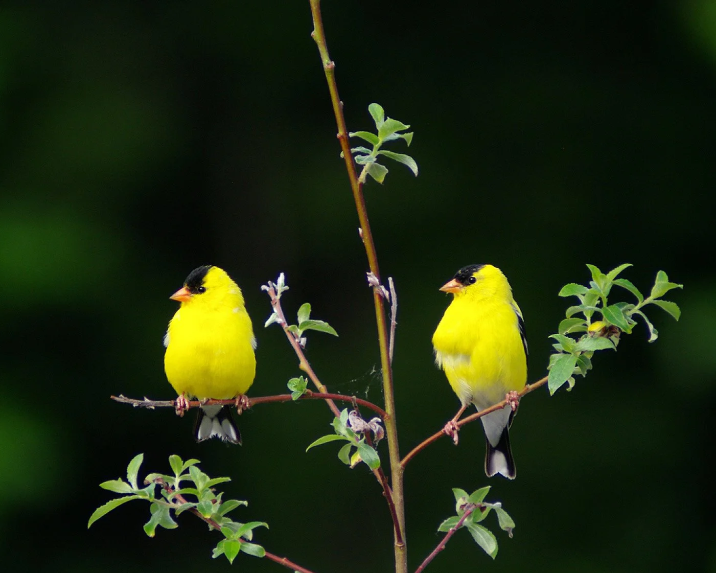 A pair of Goldfinches by John Howard