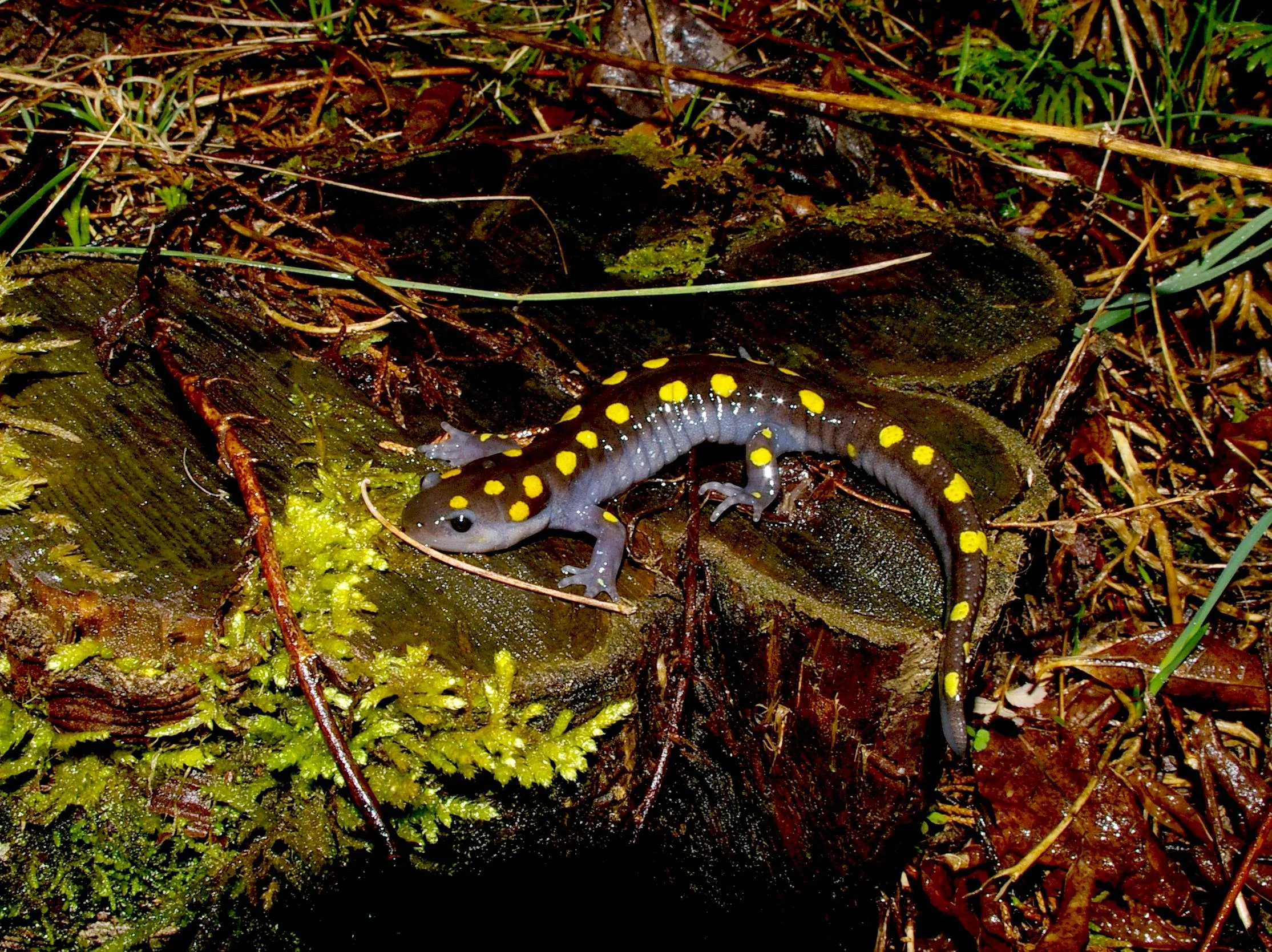 Spotted Salamander .Howard.3-15-07-1.JPG