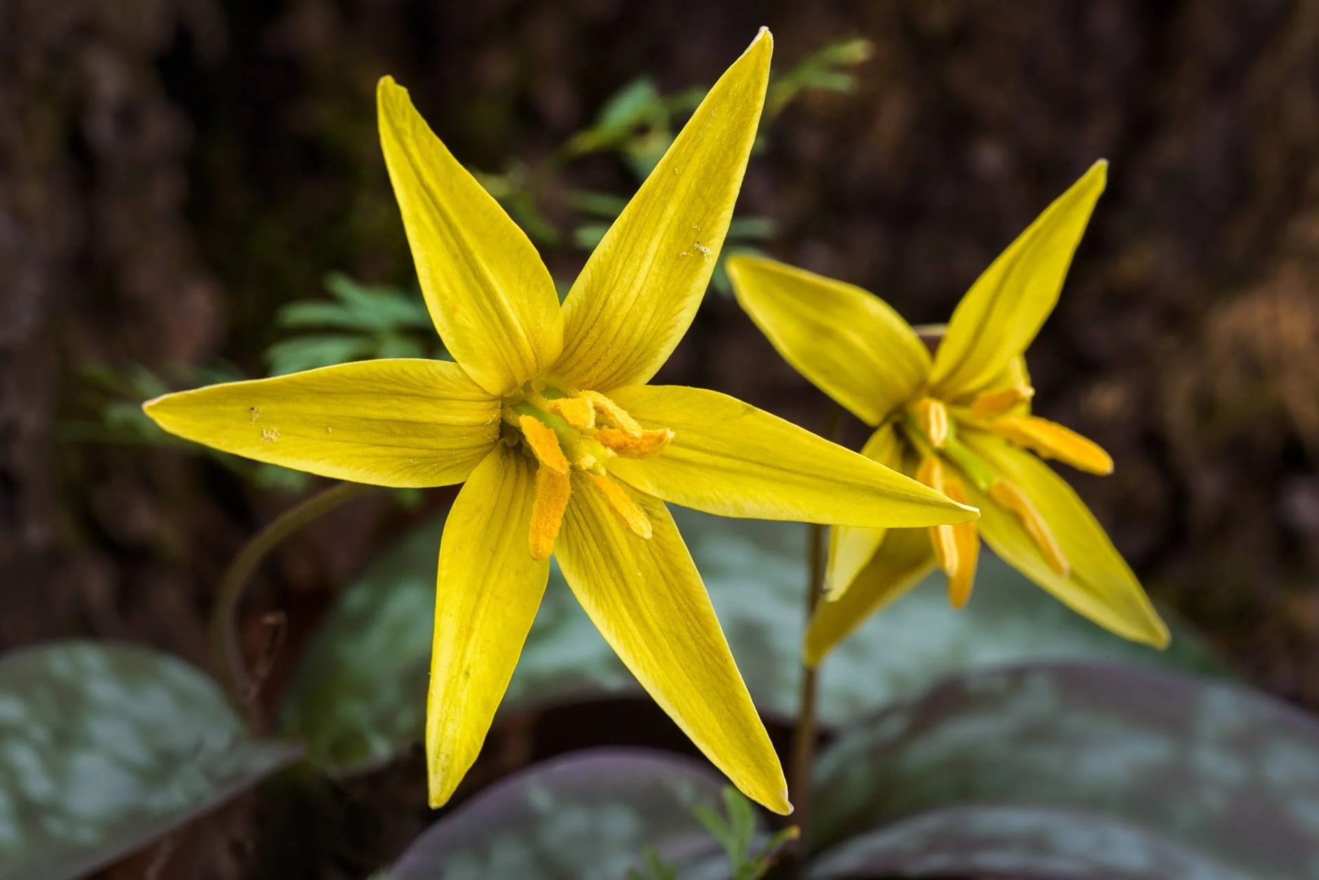golden star lily 2 by tom croce.jpg