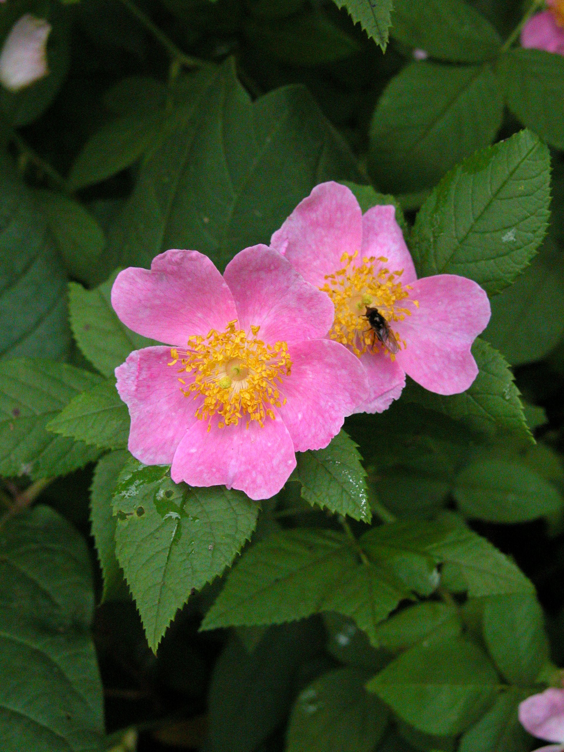 wild rose, taloden.jpg