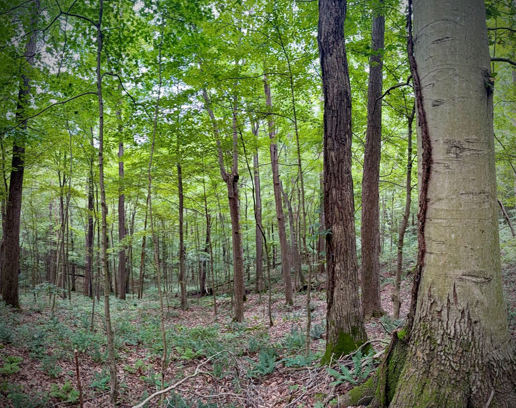 Hocking forest.jpg