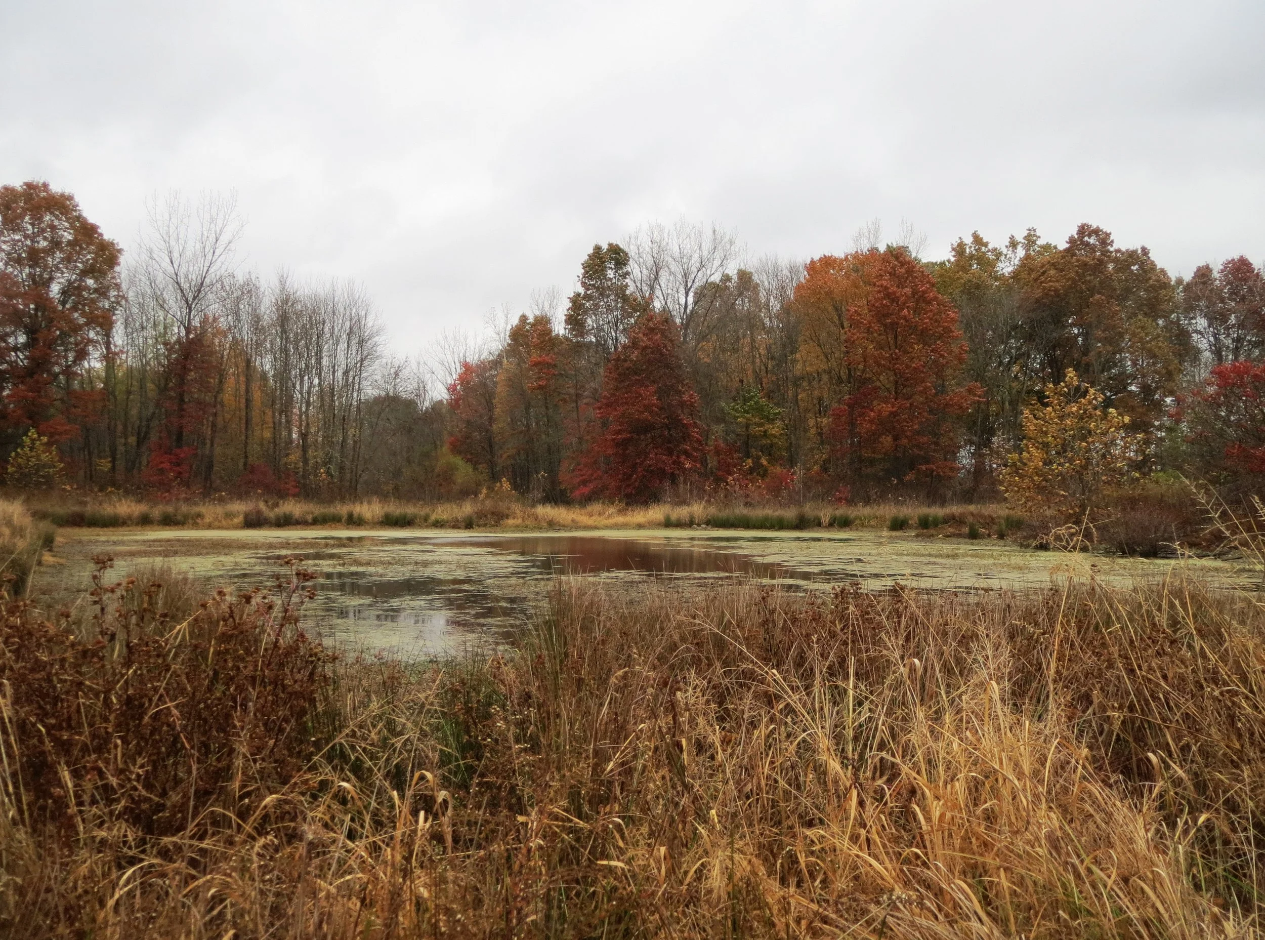 Drausin swamp photos (9).JPG