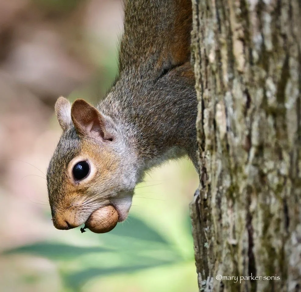 2026.04.03 gray squirrel.jpg