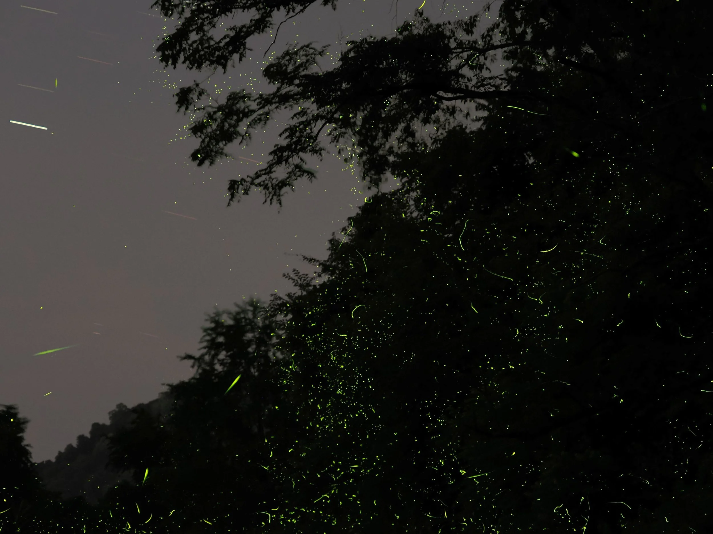 Photuris by Jeff White