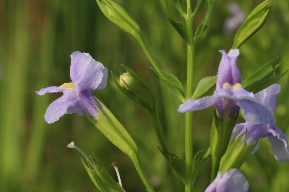 2016 Monkeyflower RVF (4).sm.jpg