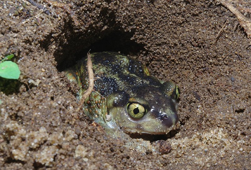 Eastern Spadefoot 7-31-20-2 JH copy.jpg